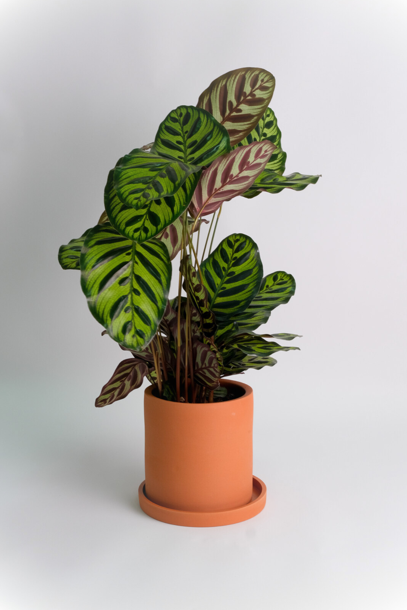 Calathea Makoyana - Image 0