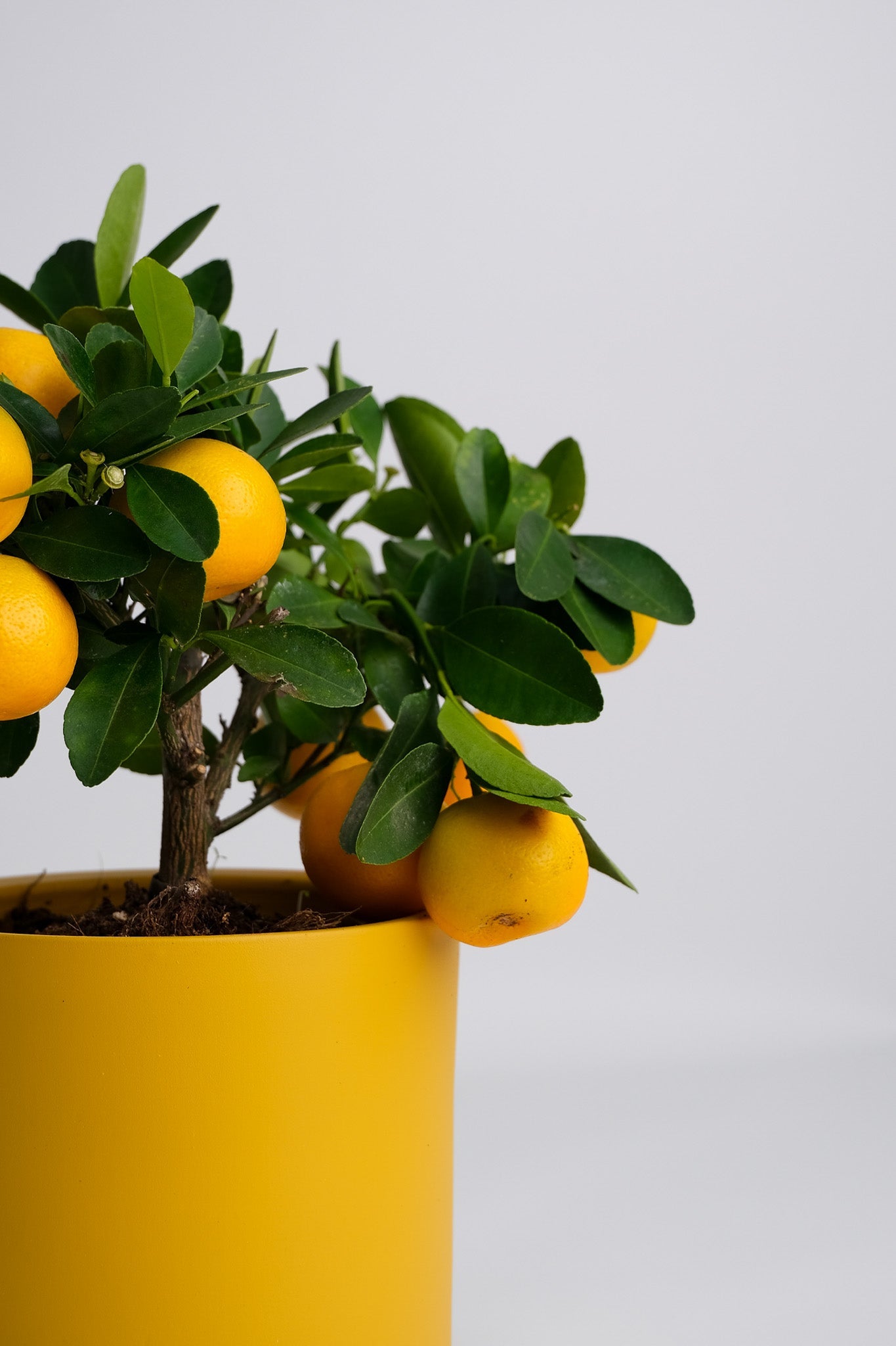 Citrus Calamondin bush - Image 1