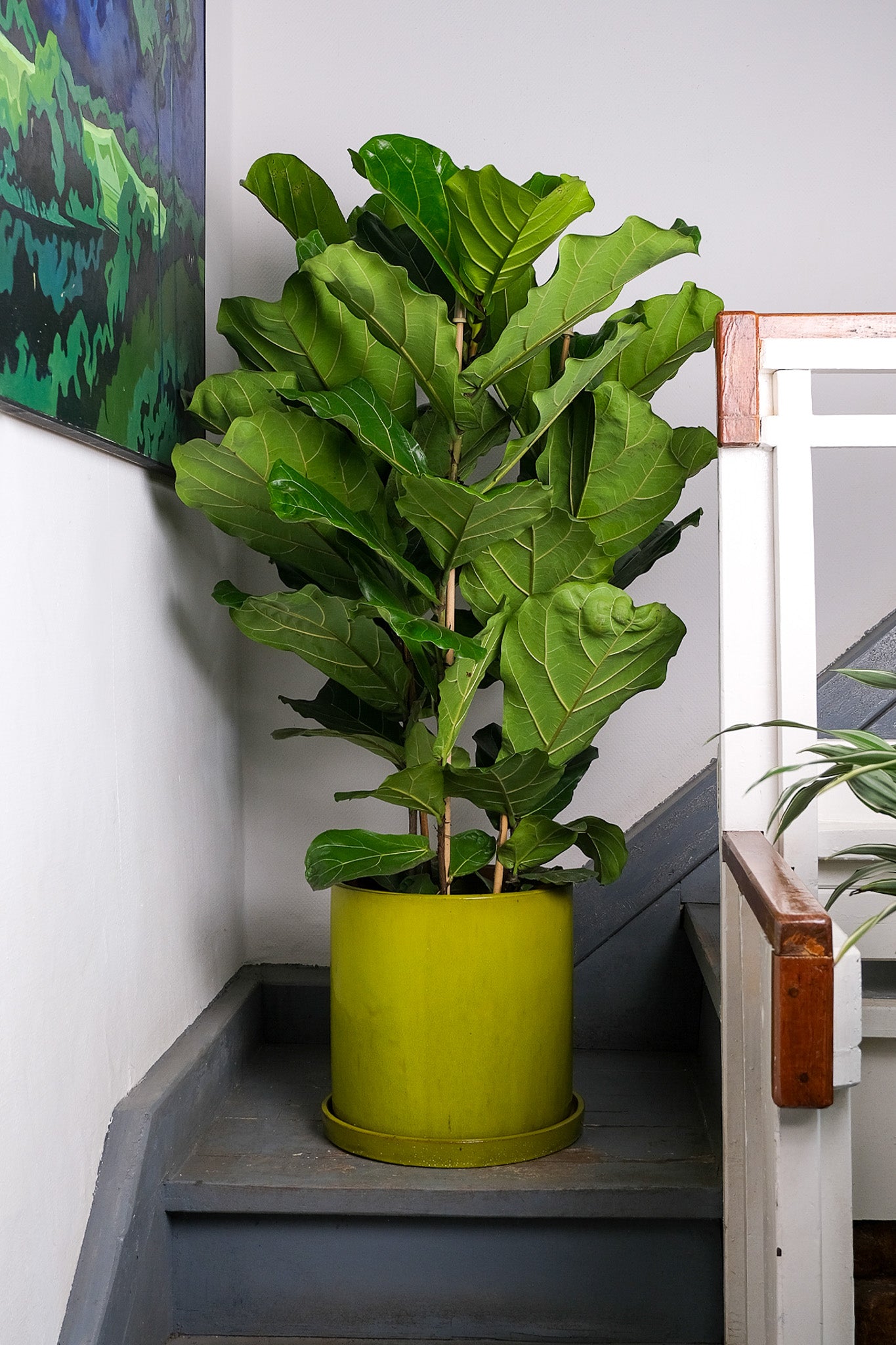 Ficus Lyrata
