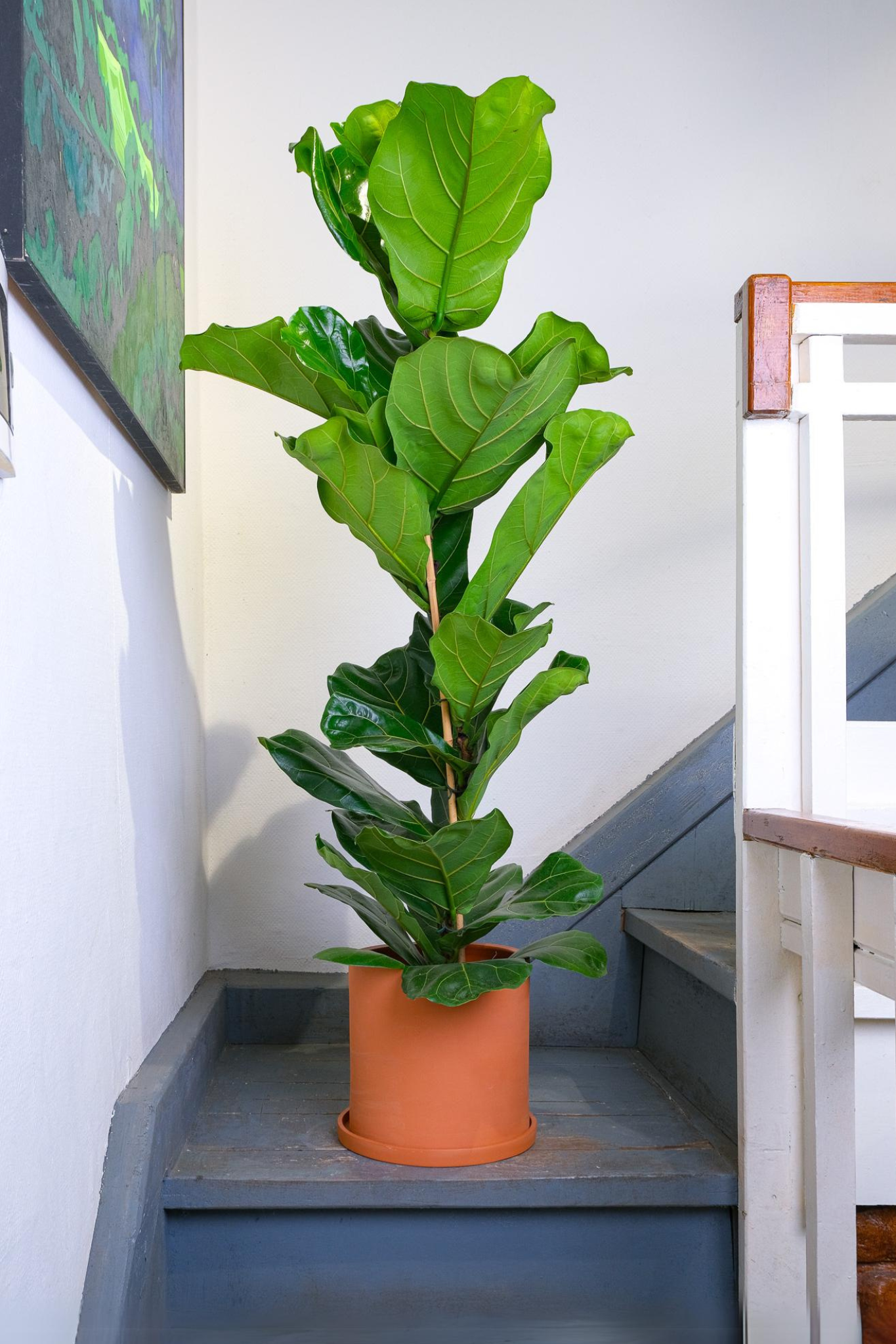 Ficus Lyrata
