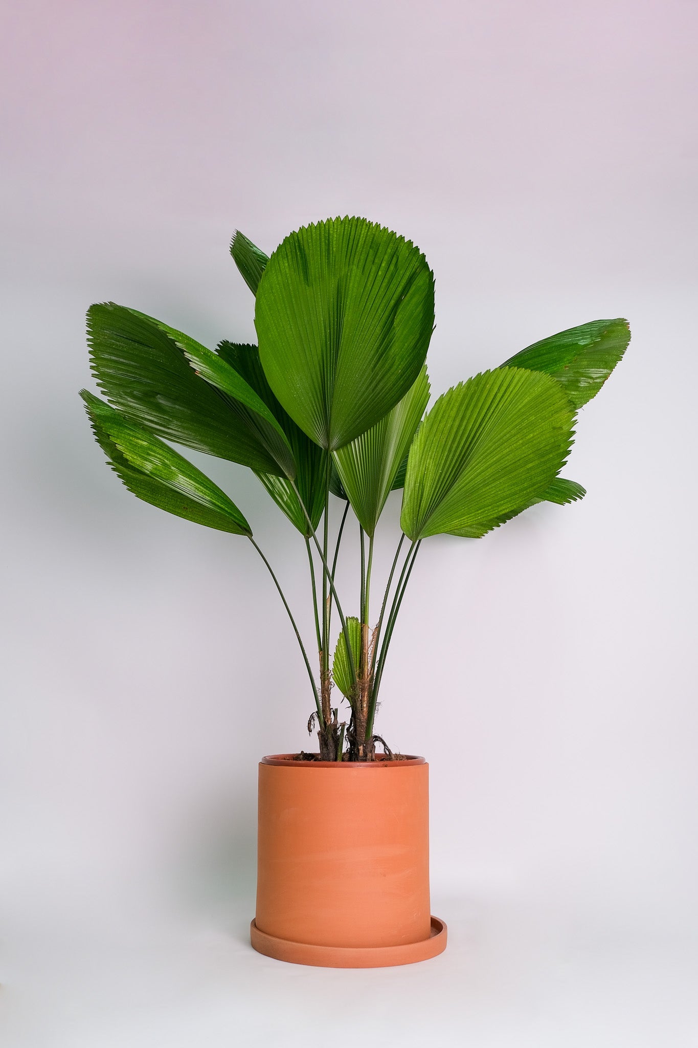 Licuala Grandis - Image 1