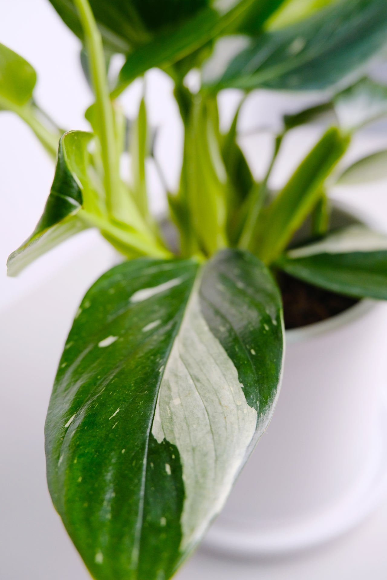 Philodendron Cobra - 1