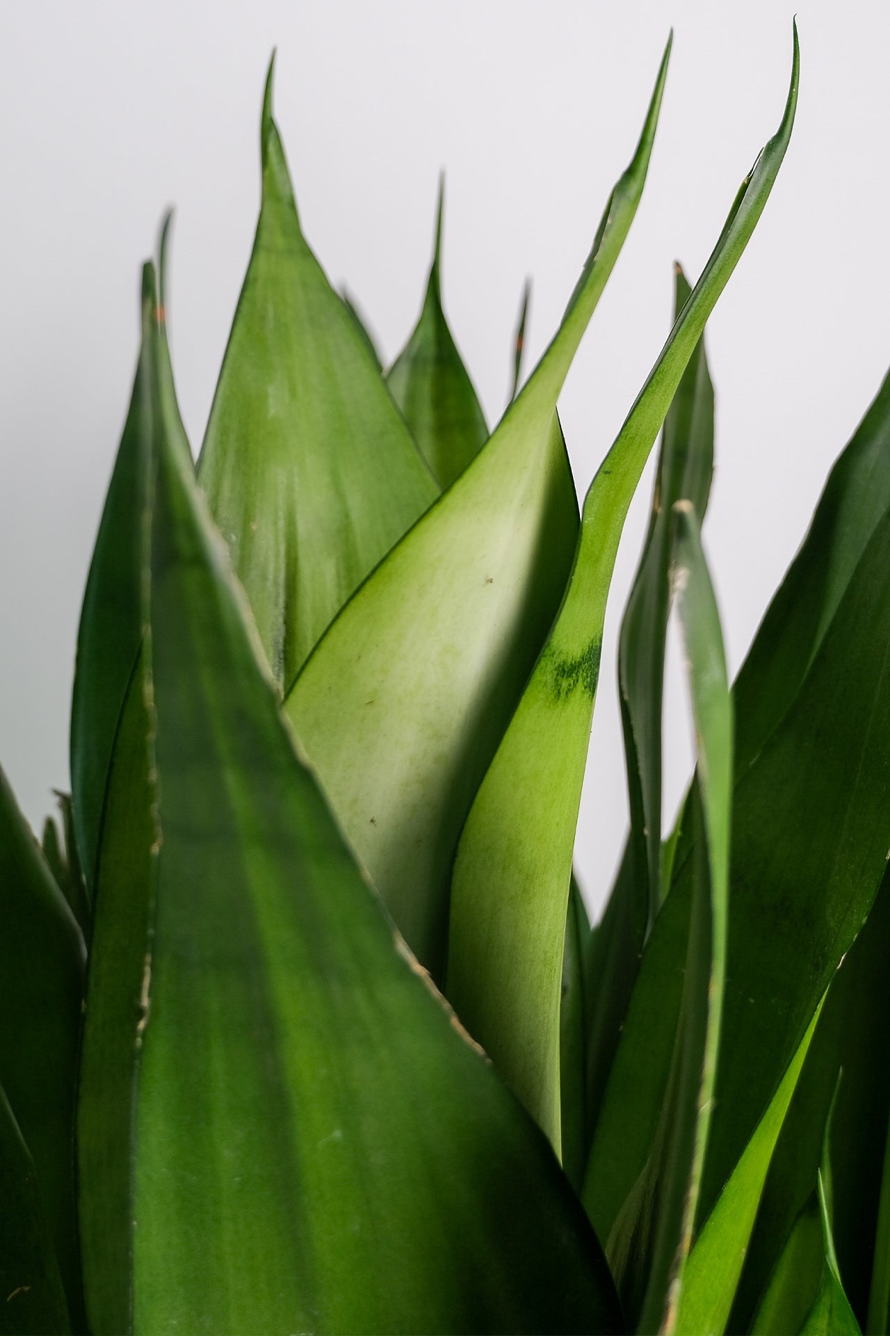 Sansevieria Moonshine - Image 1