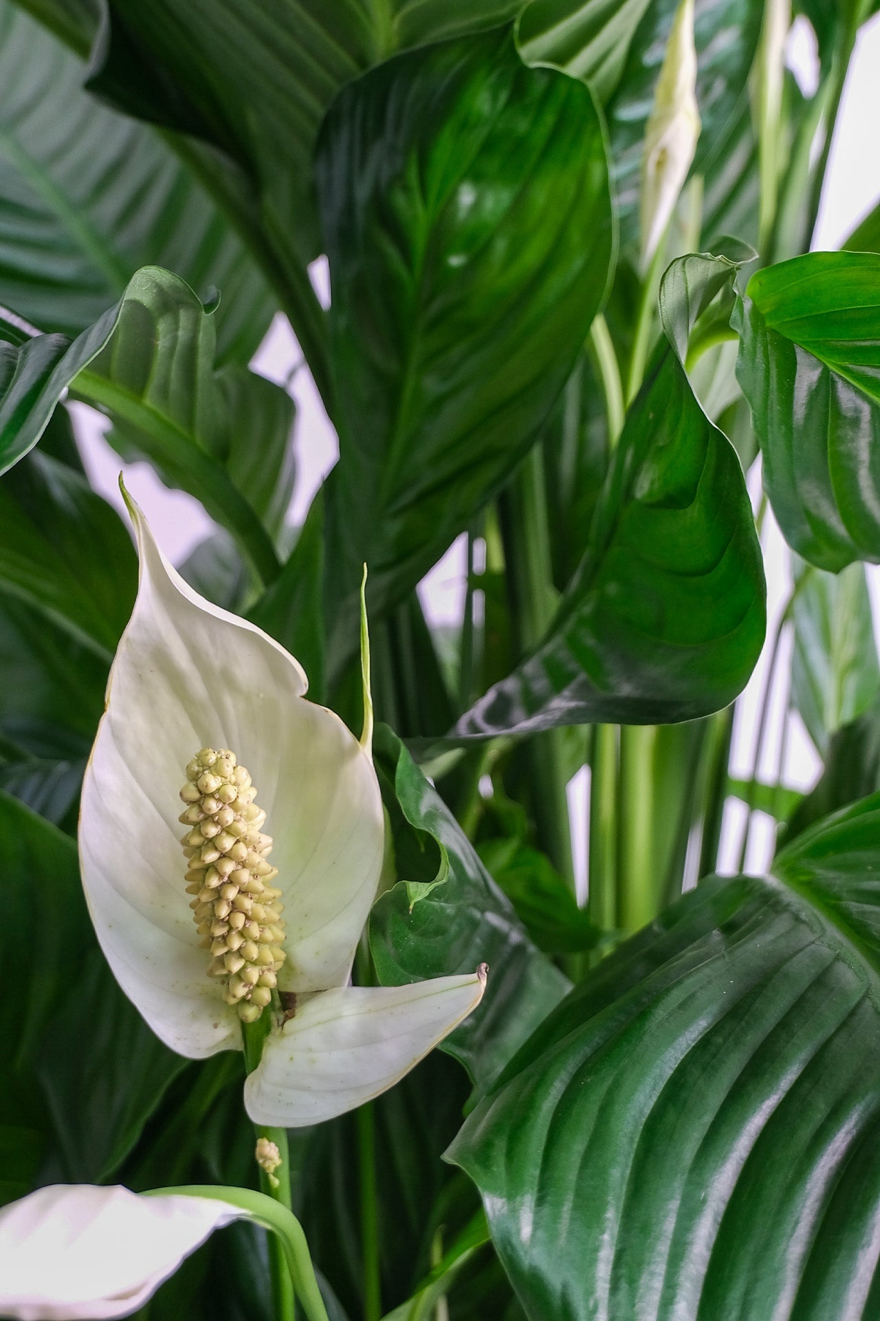 Spathiphyllum - Image 1