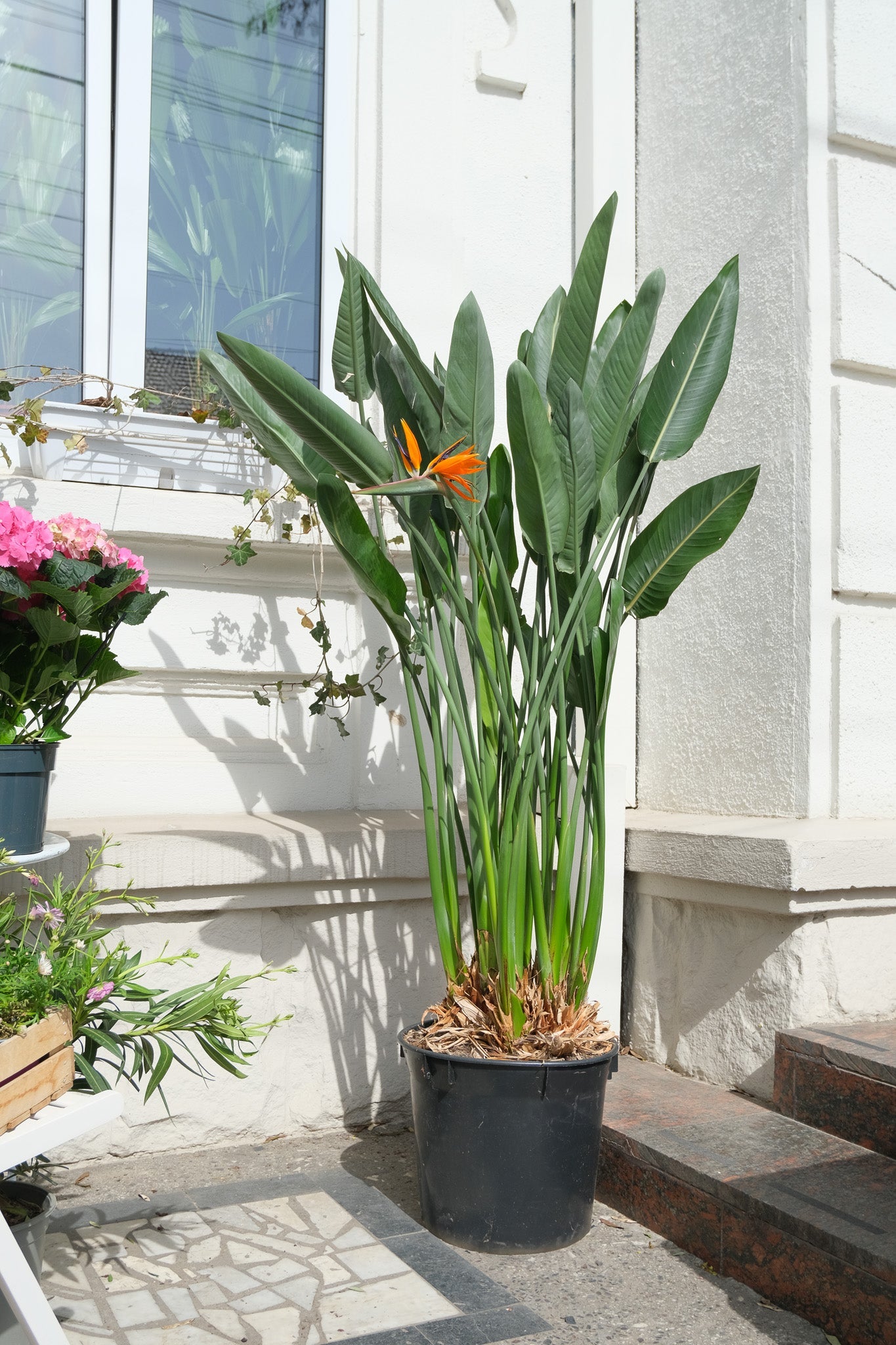 Strelitzia Reginae - Image 16