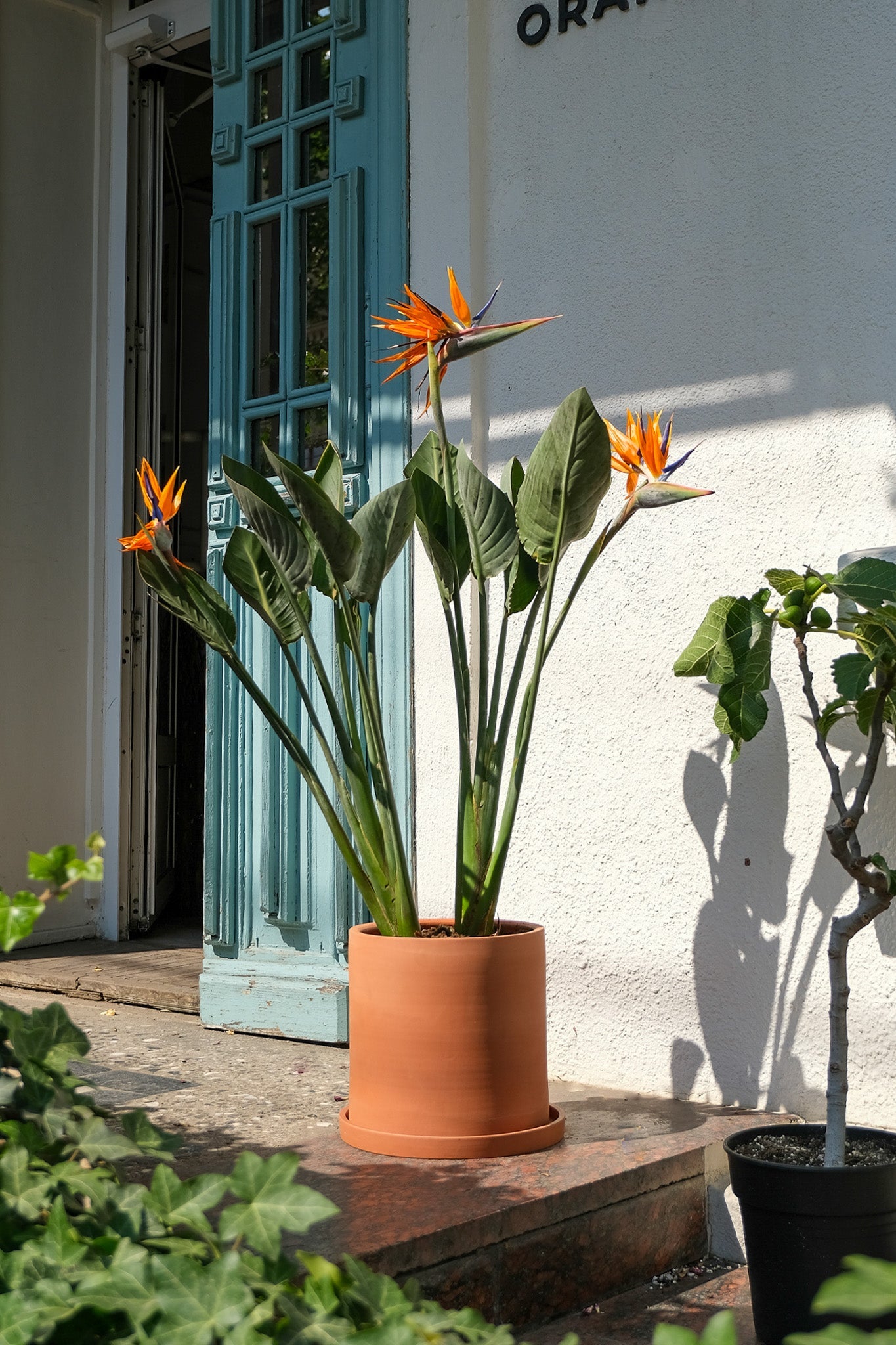 Strelitzia Reginae - Image 6