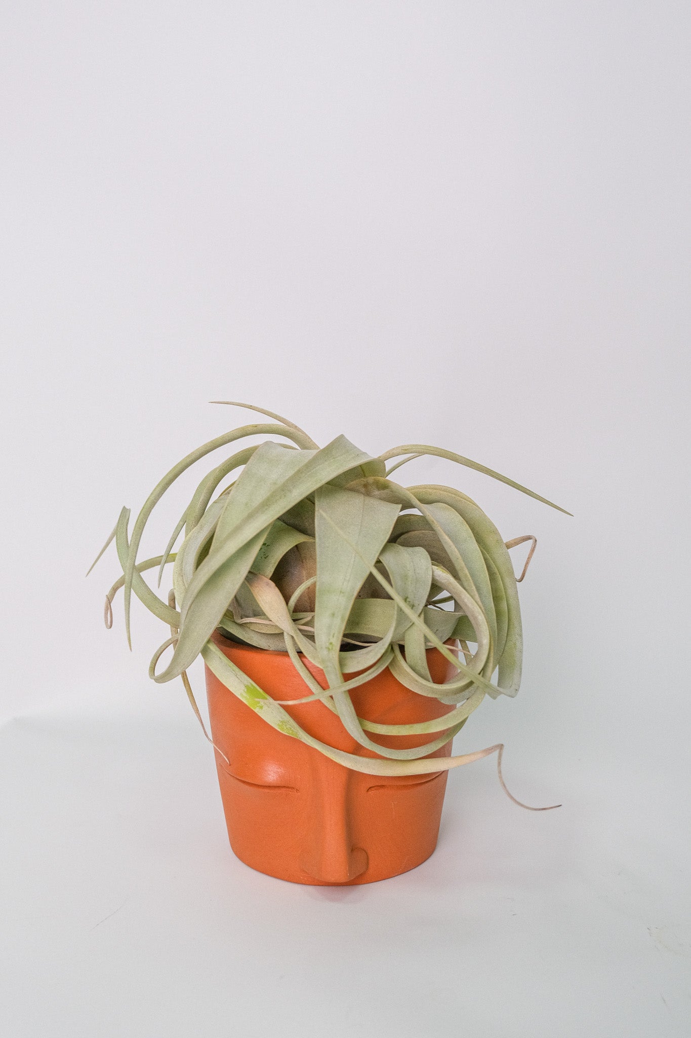 Tillandsia Xerographica
