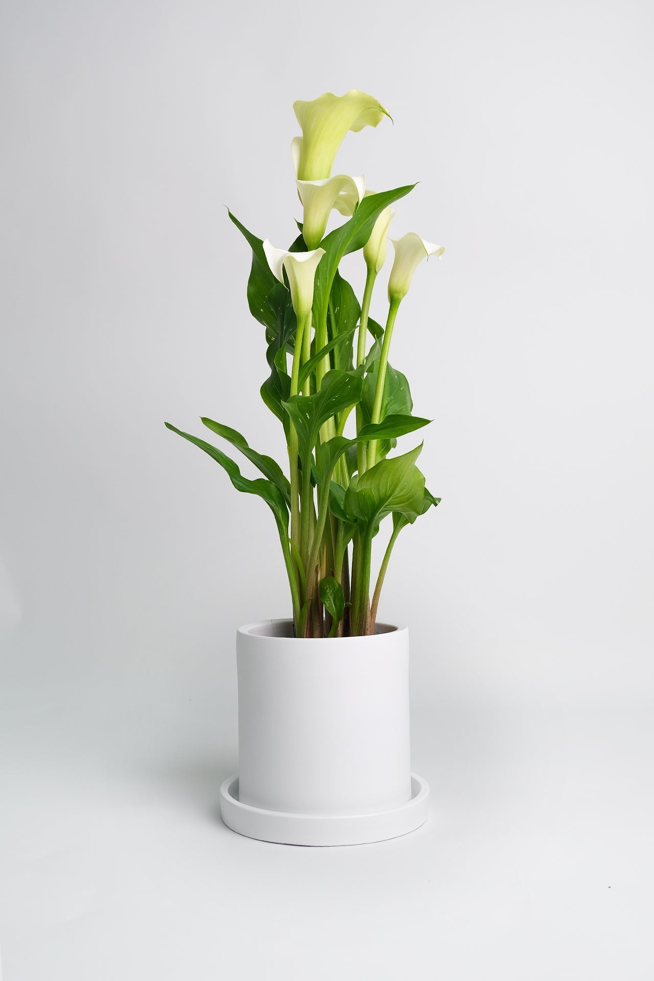 Calla mix - Image 1