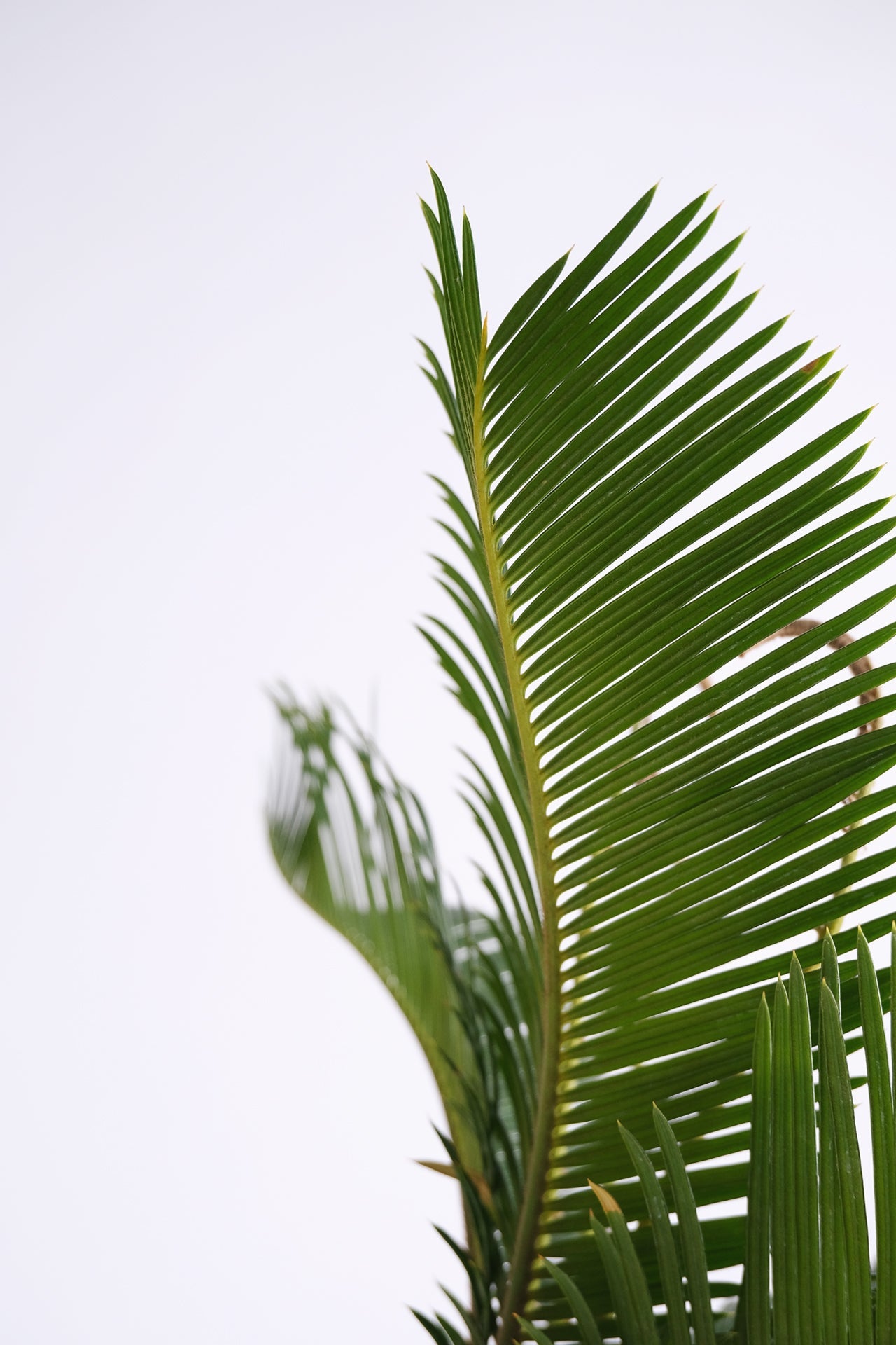 Cycas Palm - Image 1