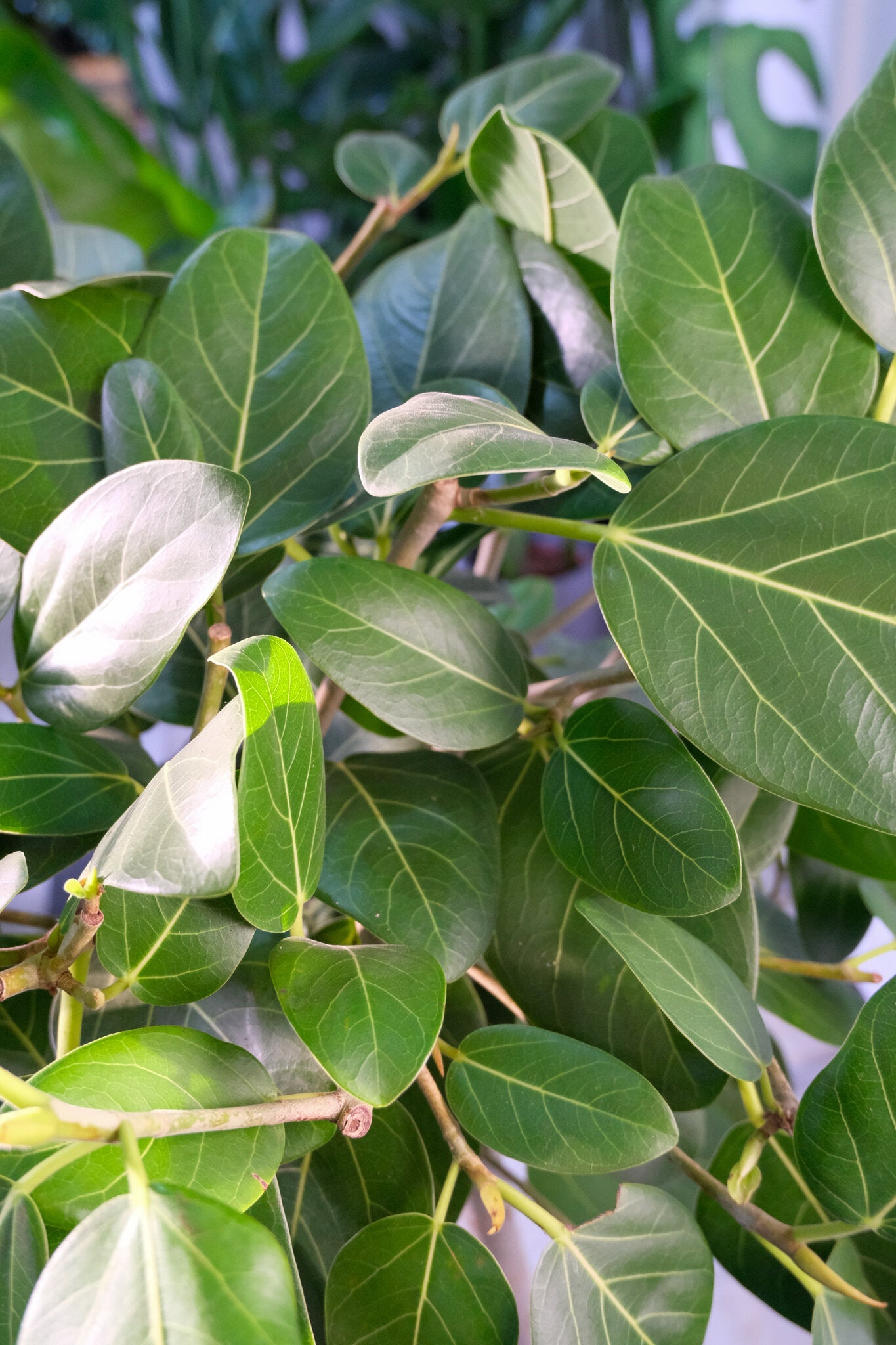 Ficus Audrey on Stem - Image 1