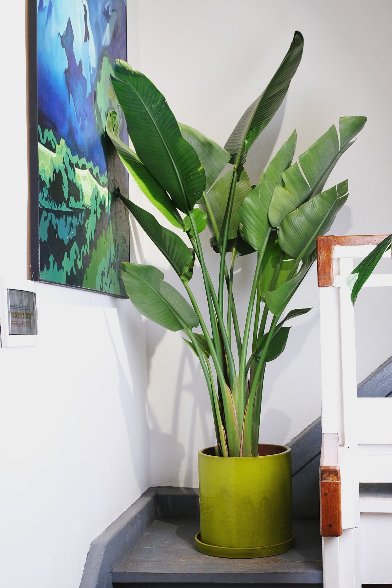 Strelitzia Nicolai - Image 2