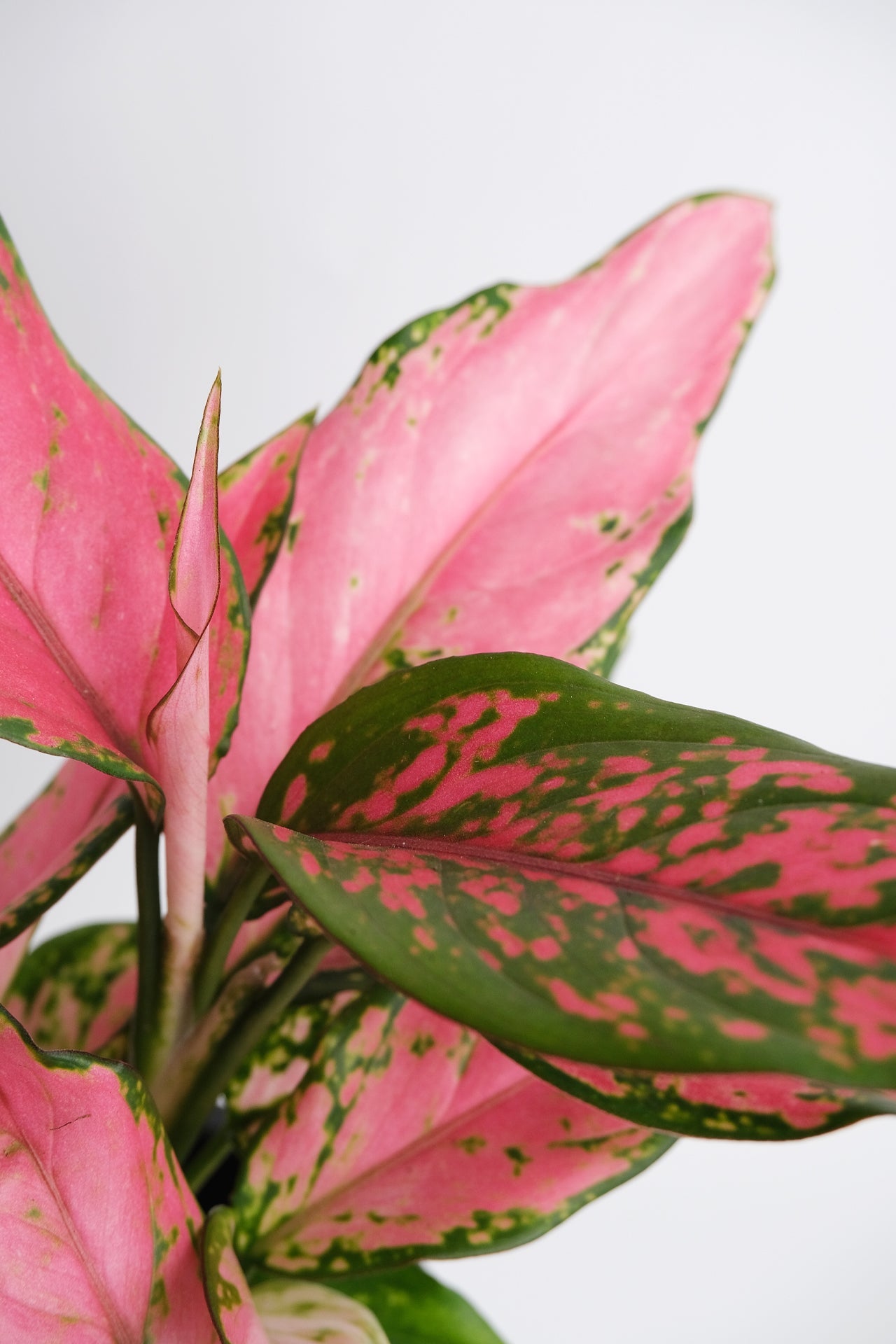 Aglaonema Pink - 01_Aglaonema Pink.jpg