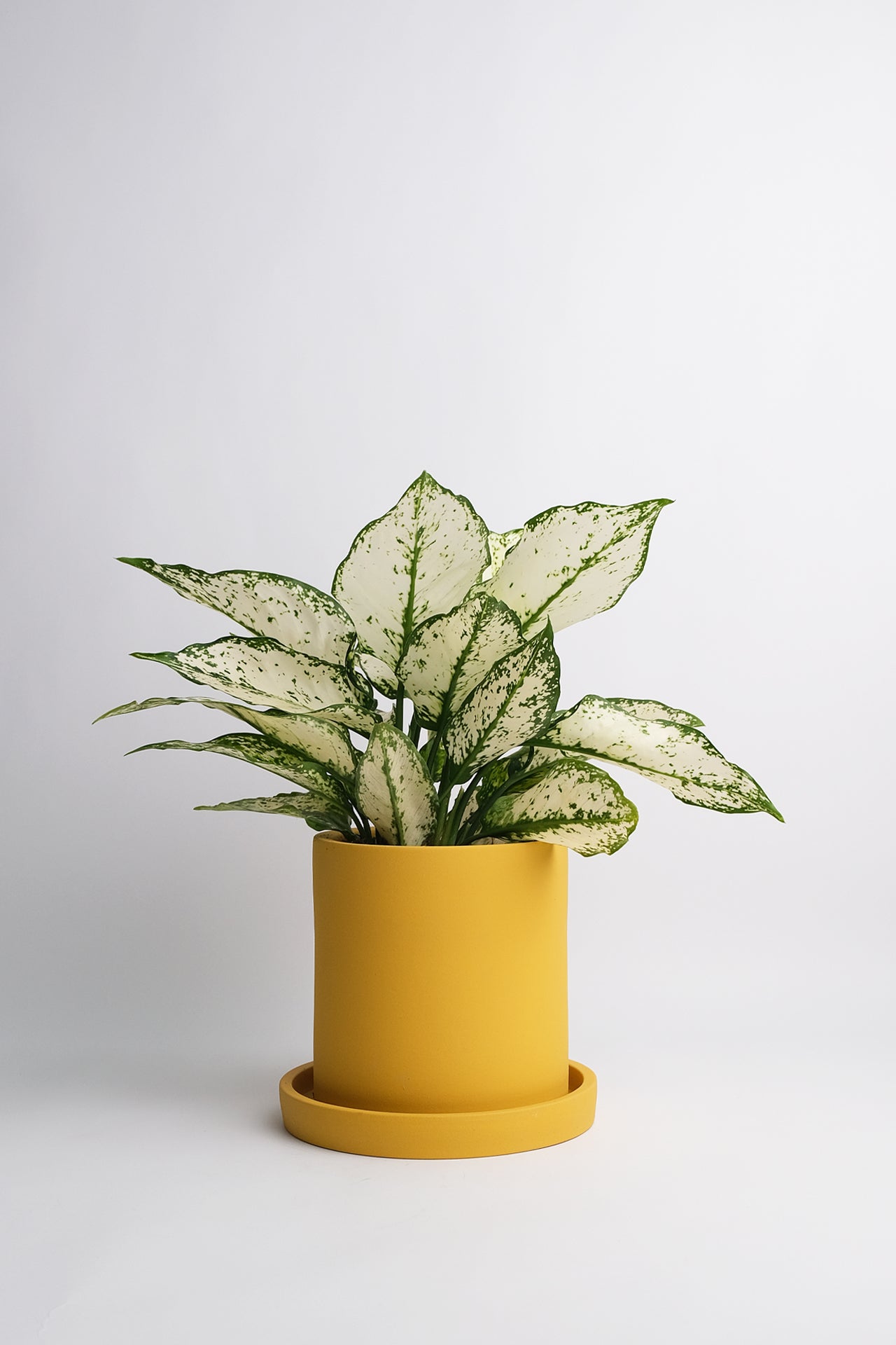 Aglaonema White Kiwi - 2