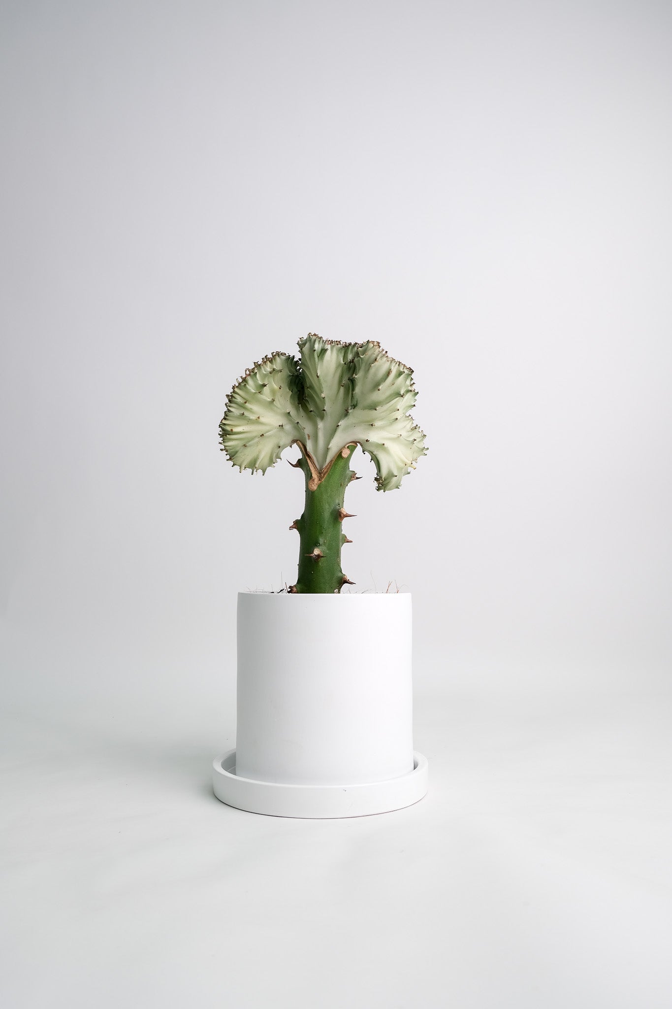 Euphorbia Lactea Cristata - Image 01