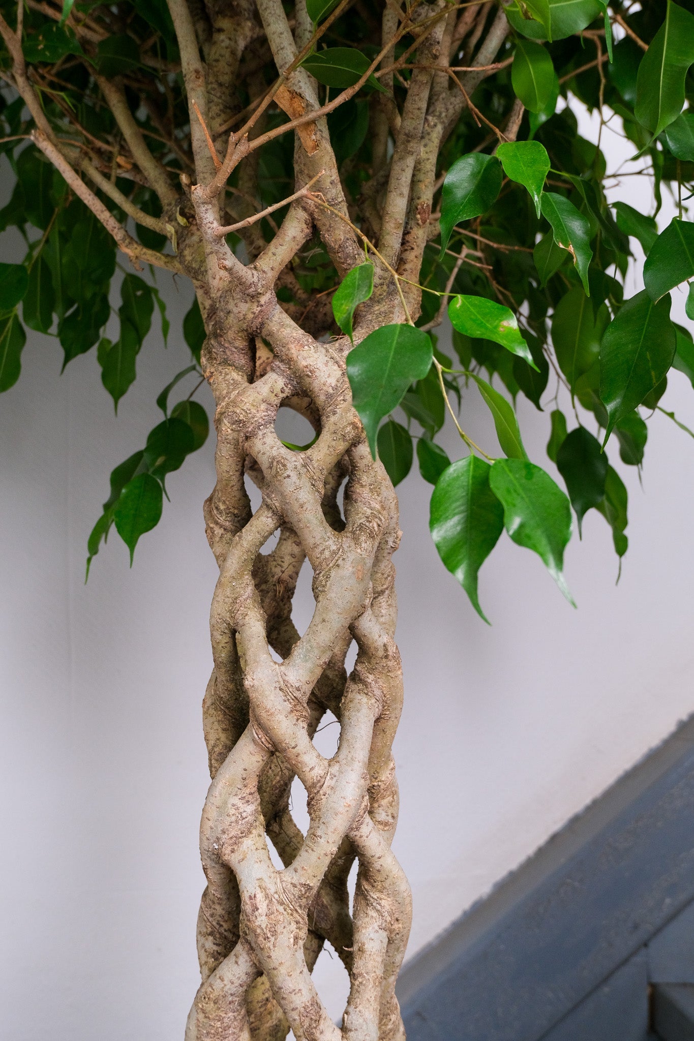 Ficus Be Exotica Stem Cilinder