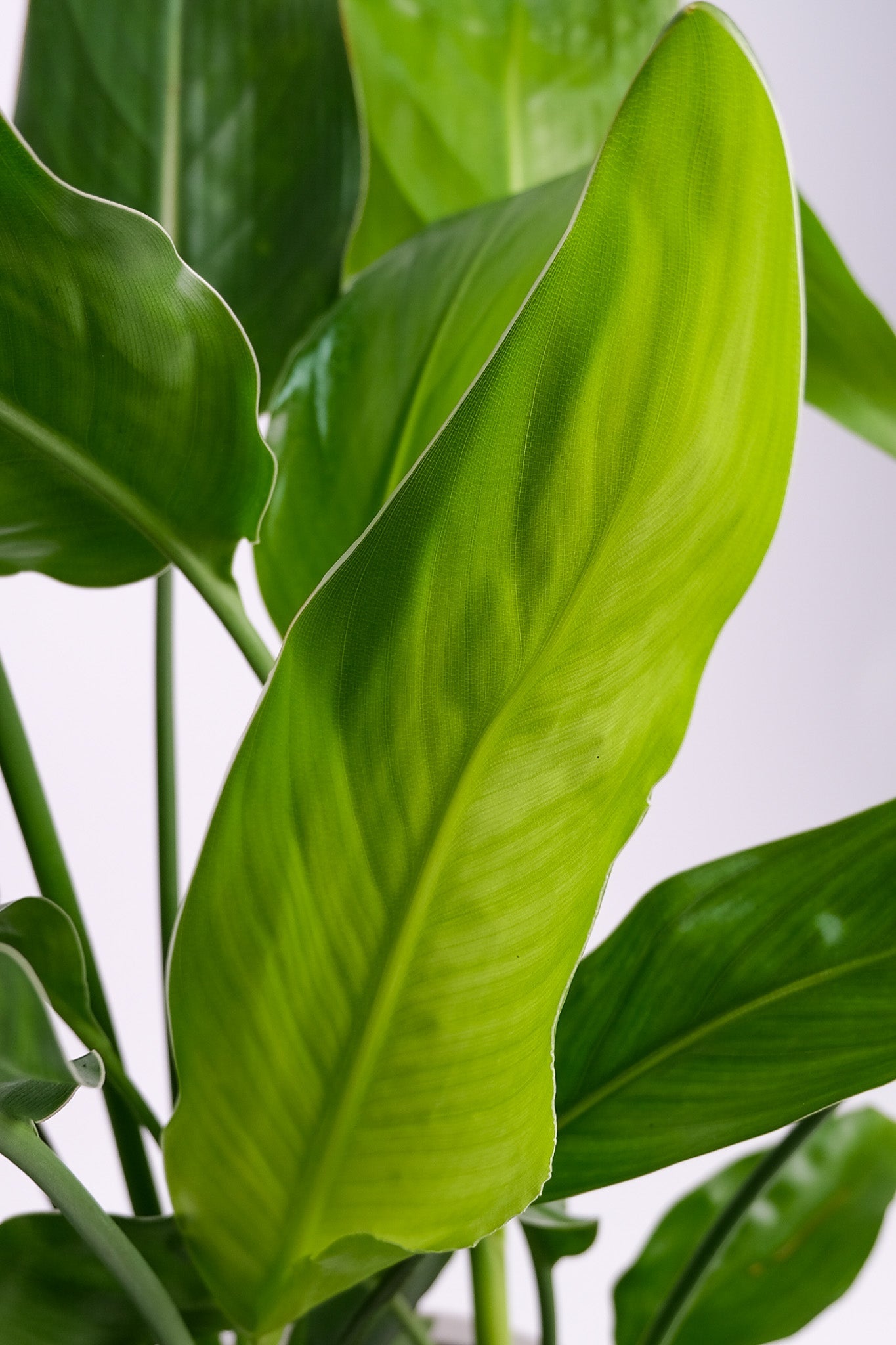 Strelitzia Reginae - Image 2