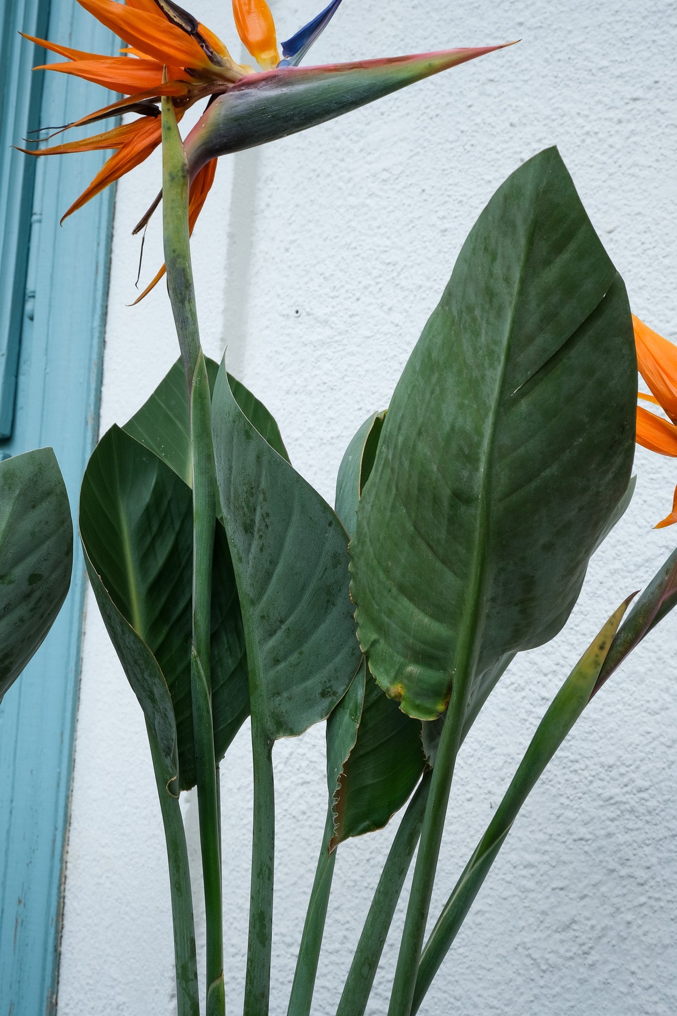 Strelitzia Reginae - Image 7