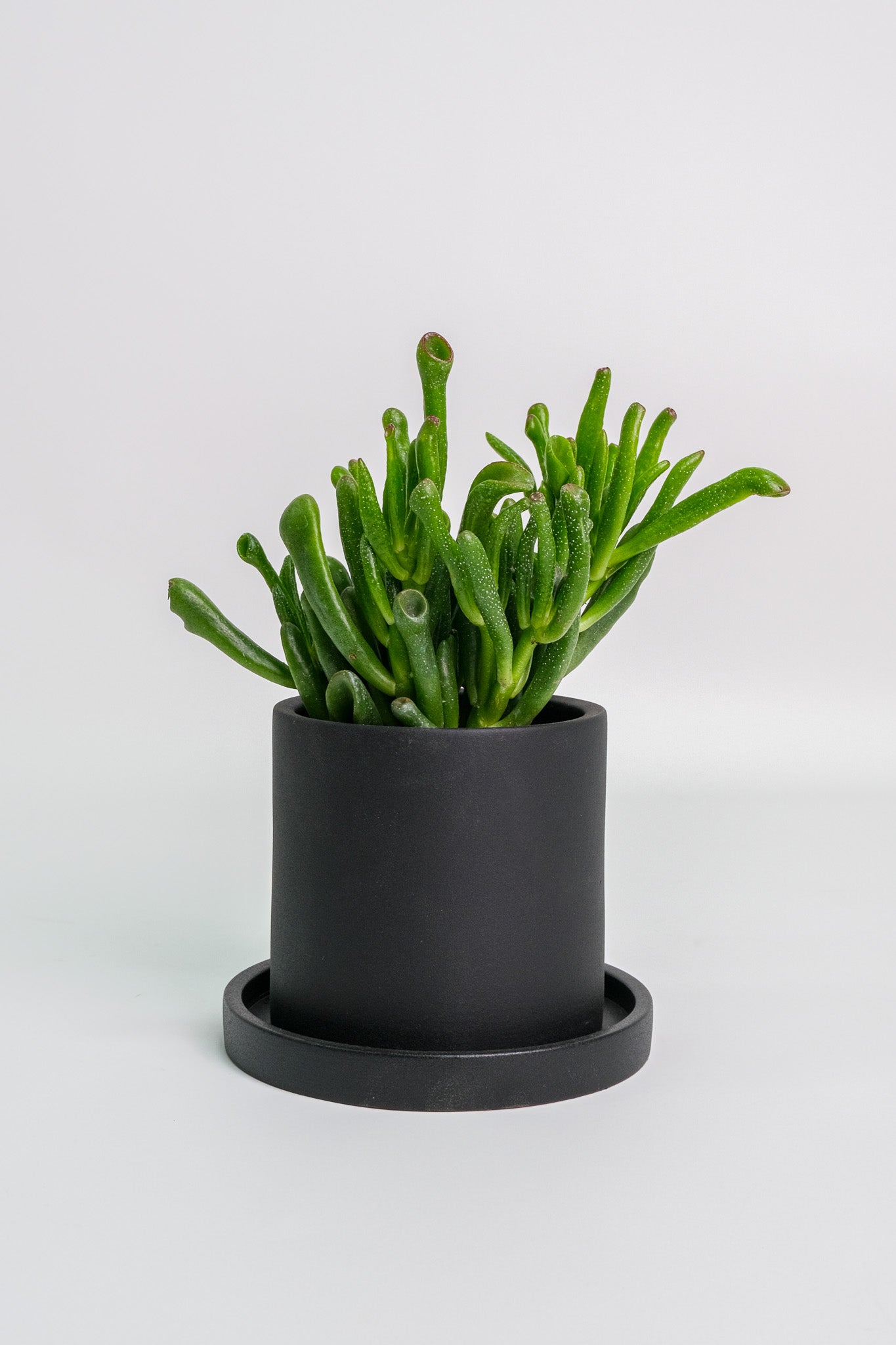 Suculent Mix - Image 1