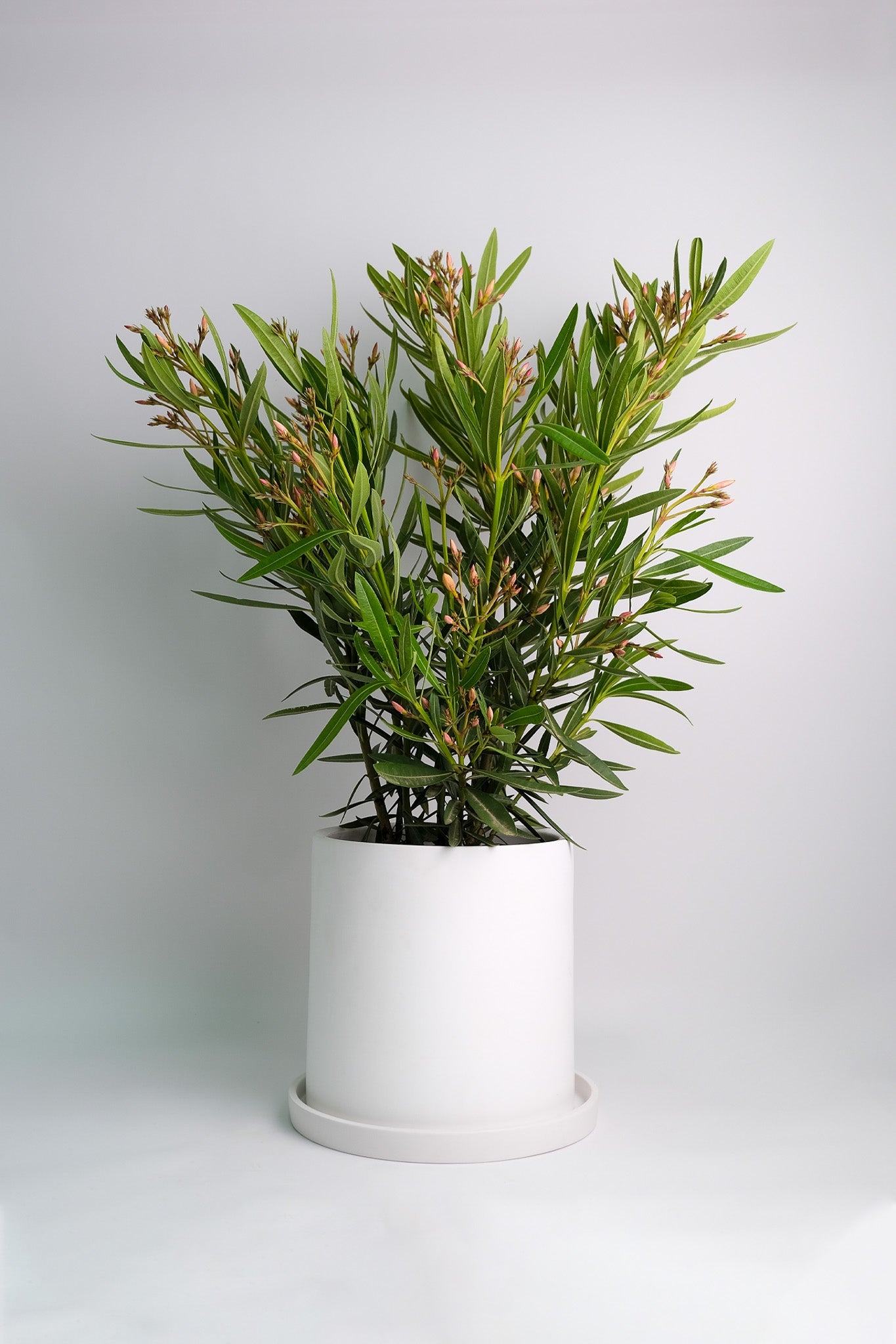 Nerium Oleander - 01_oleandru mix.jpg