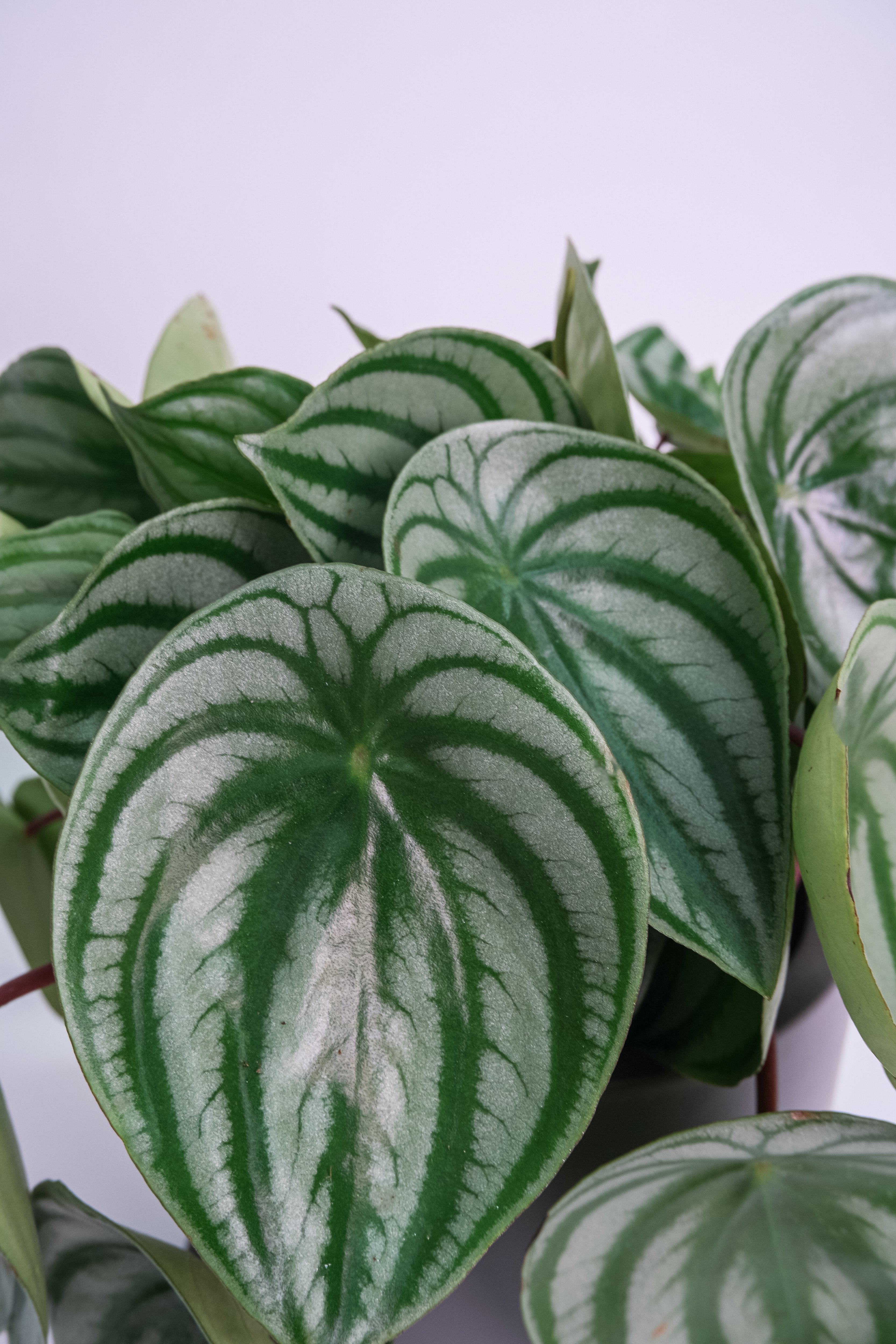 Peperomia Watermelon - Image 2