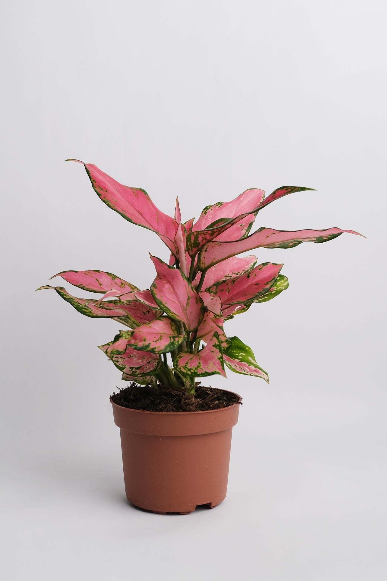 Aglaonema Pink - 02_Aglaonema Pink.jpg