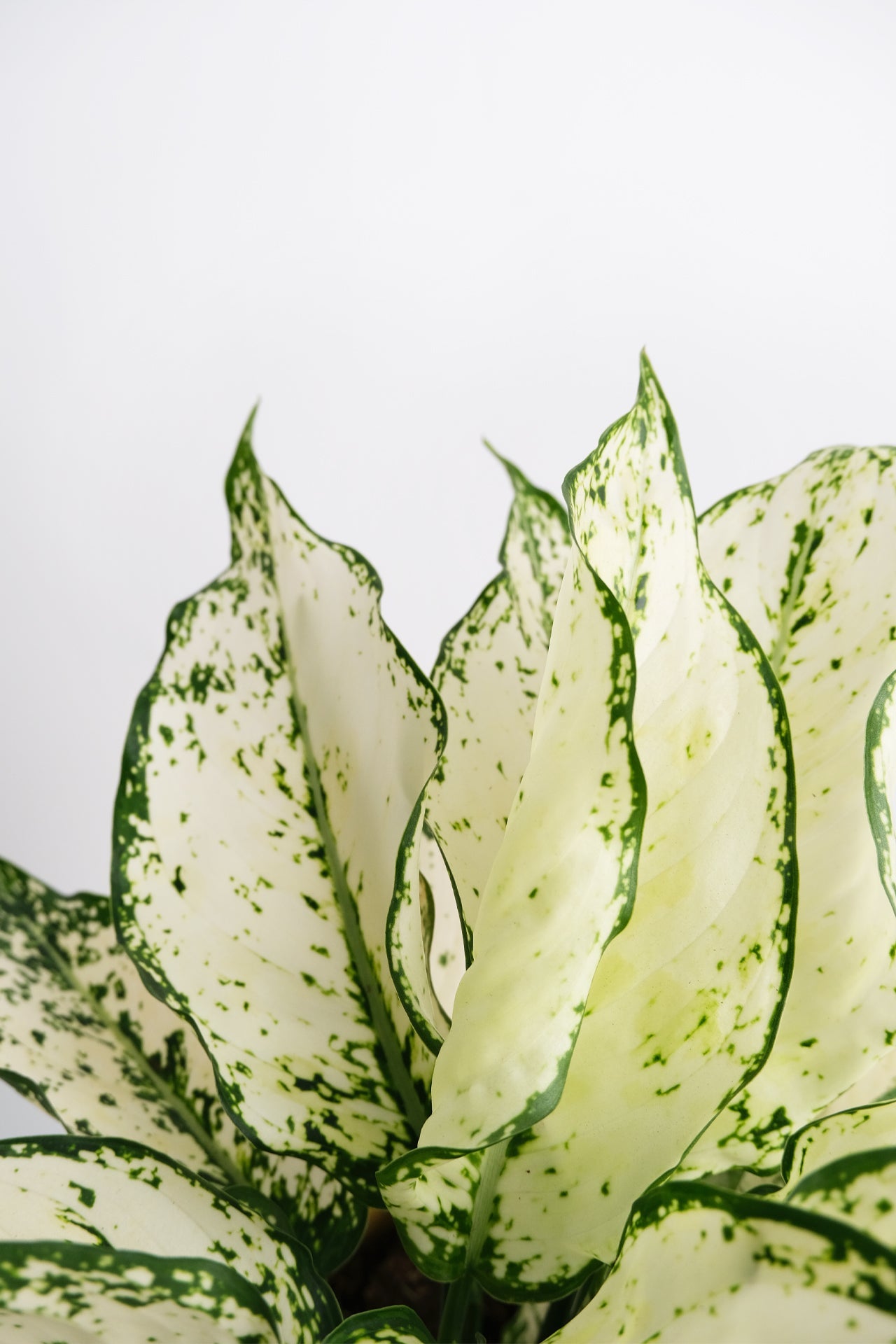 Aglaonema White Kiwi - 3