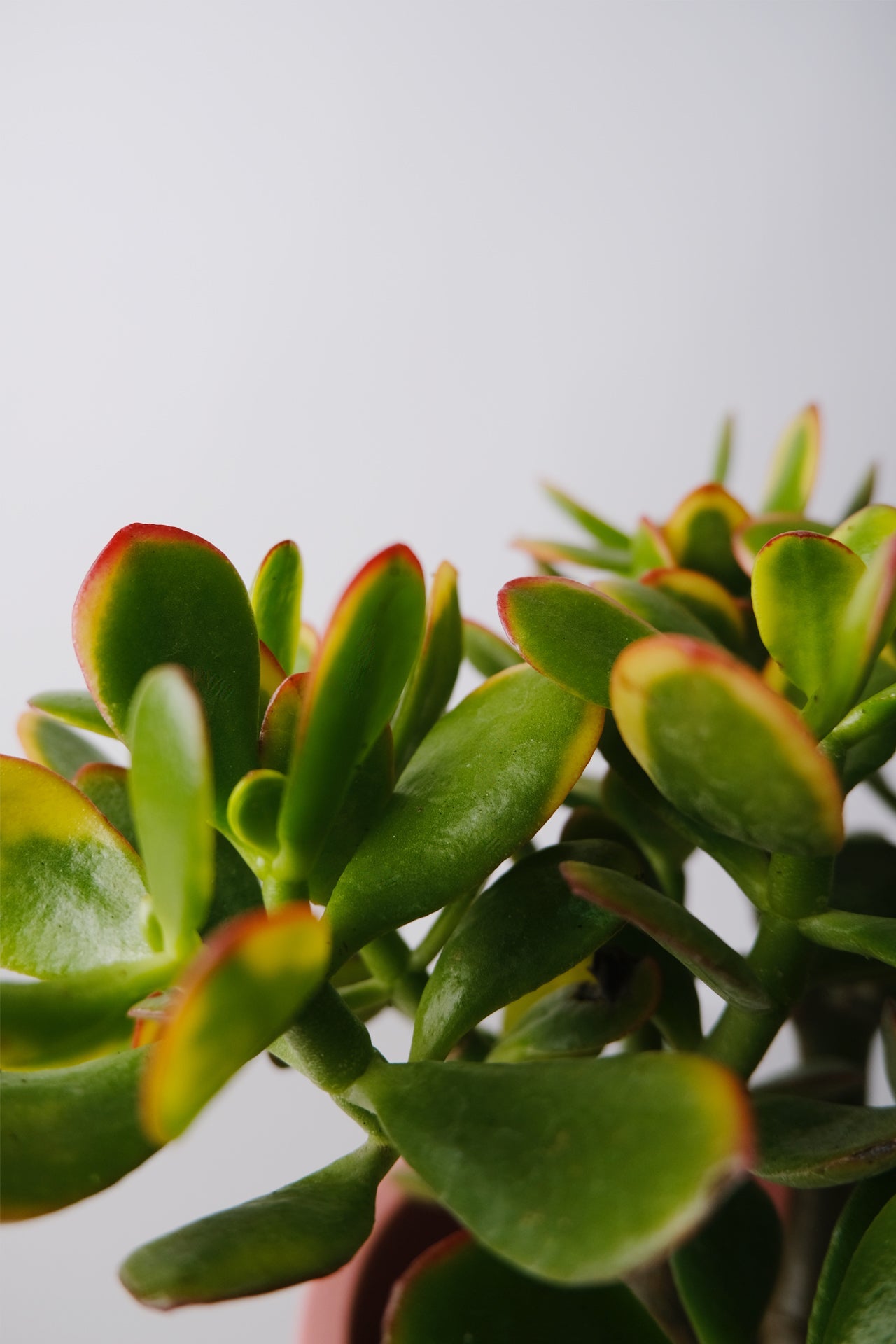 Crassula Ovata - Image 3