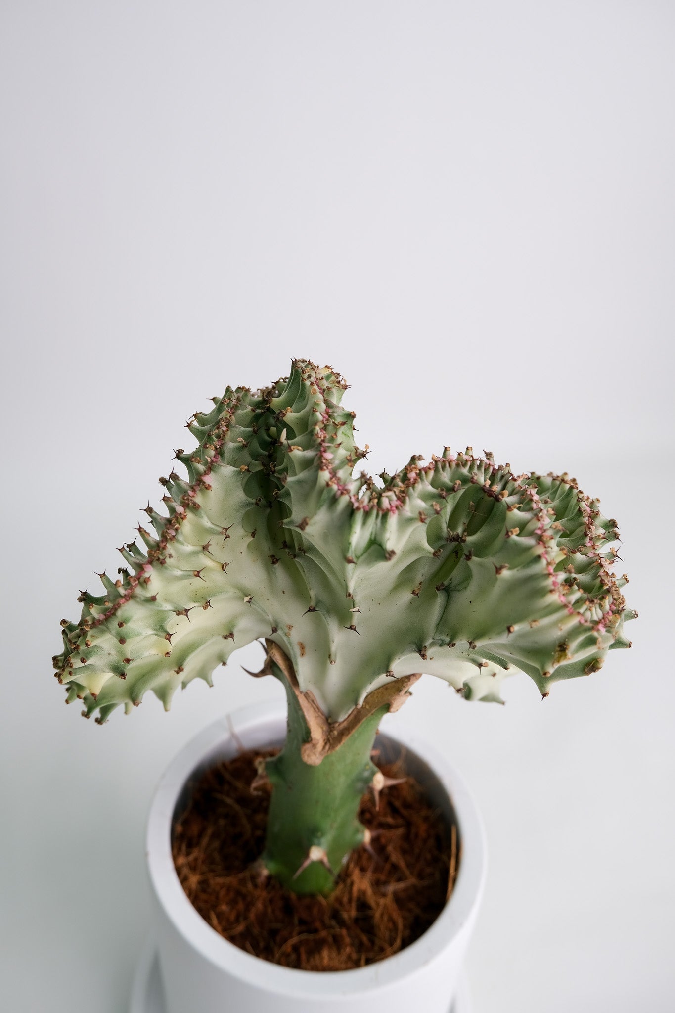 Euphorbia Lactea Cristata - Image 02