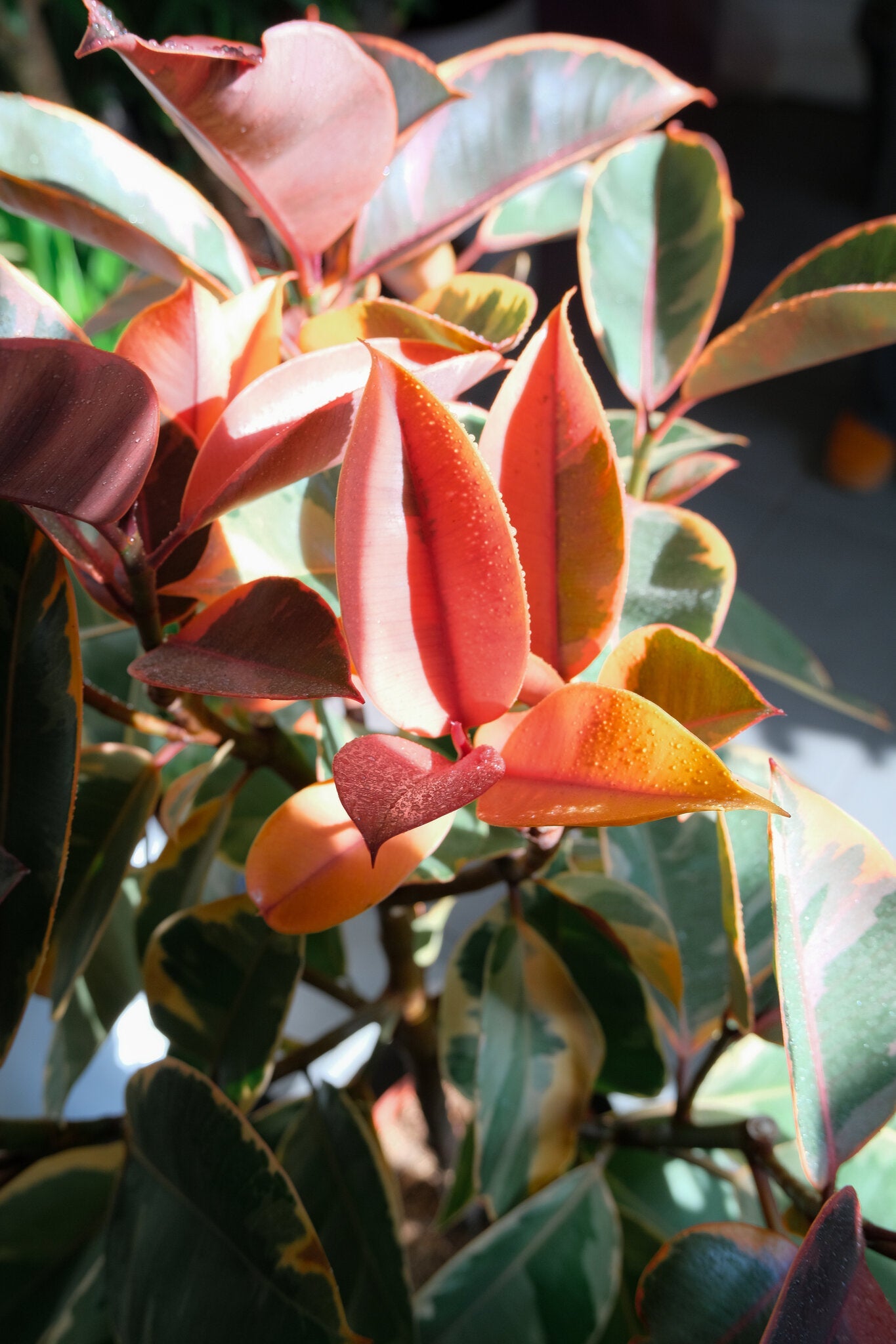 Ficus Belize on Stem - Image 3