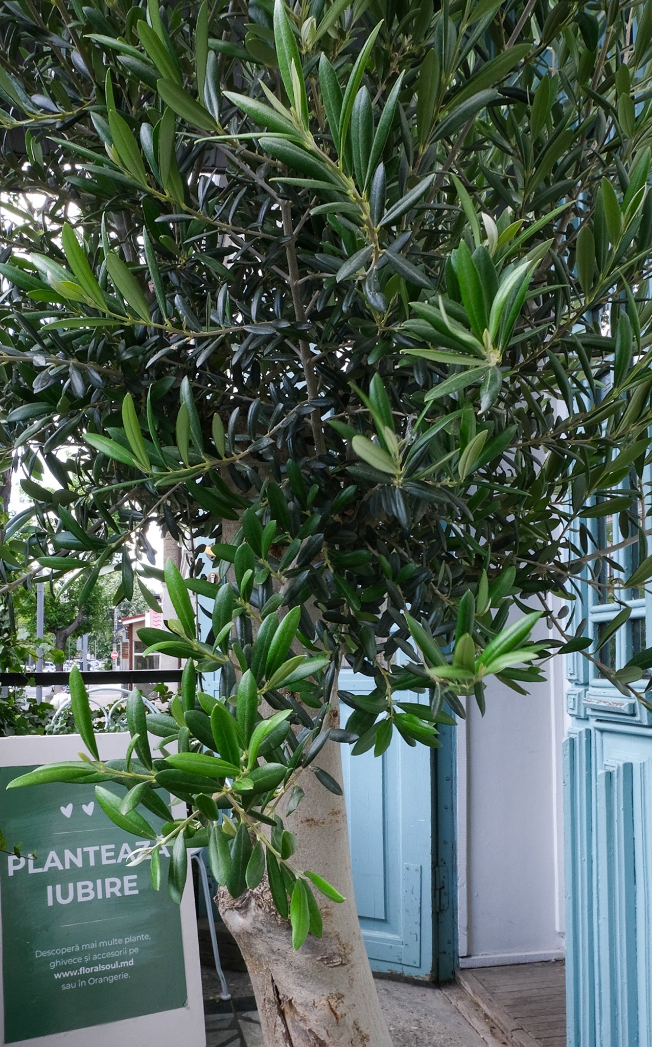 Maslin on Old Stem - Image 3