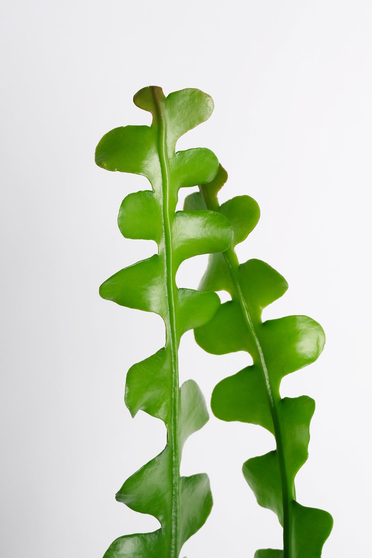 Selenicereus anthonyanus - Image 2