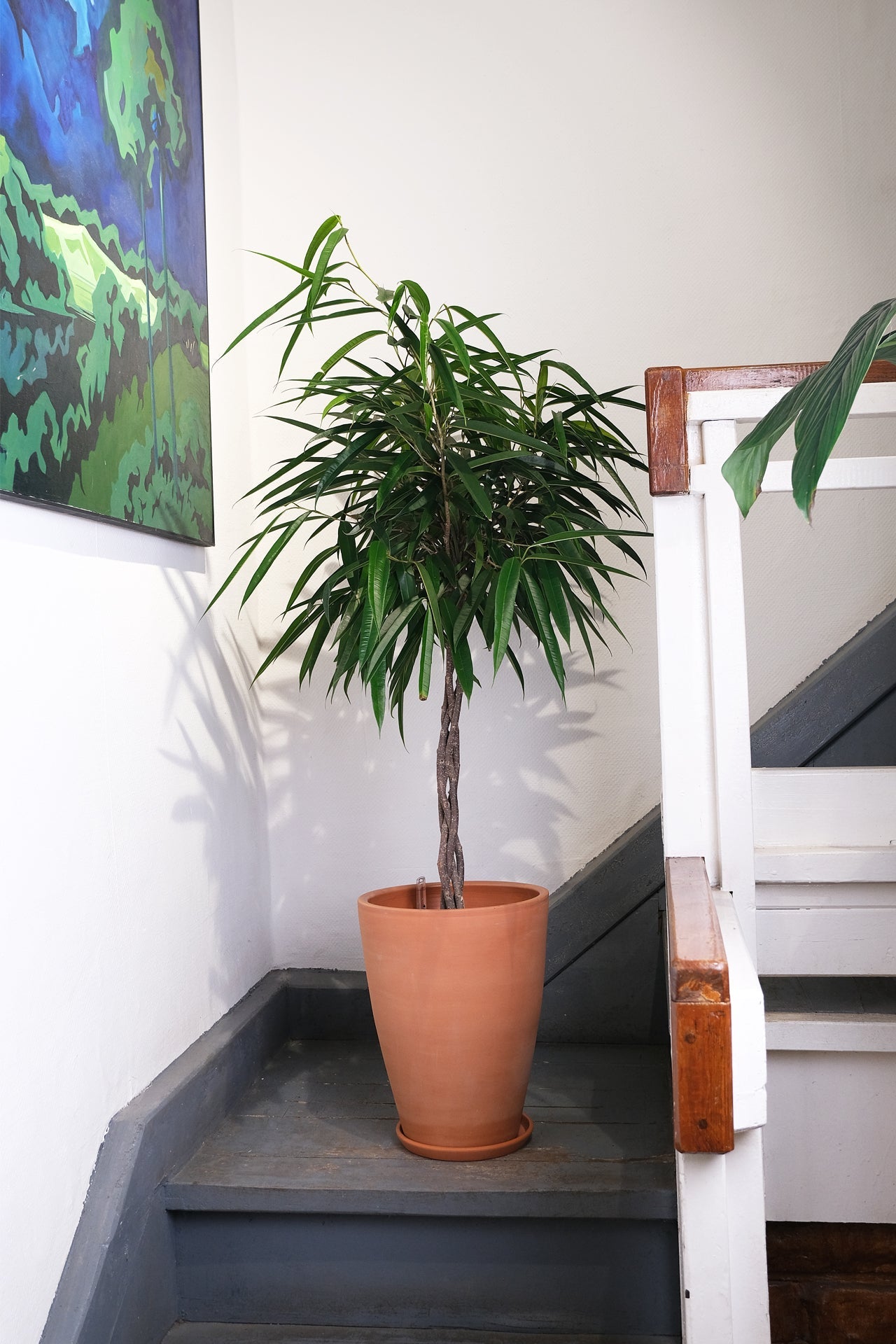 Ficus Bin Alii Twisted - Image 3