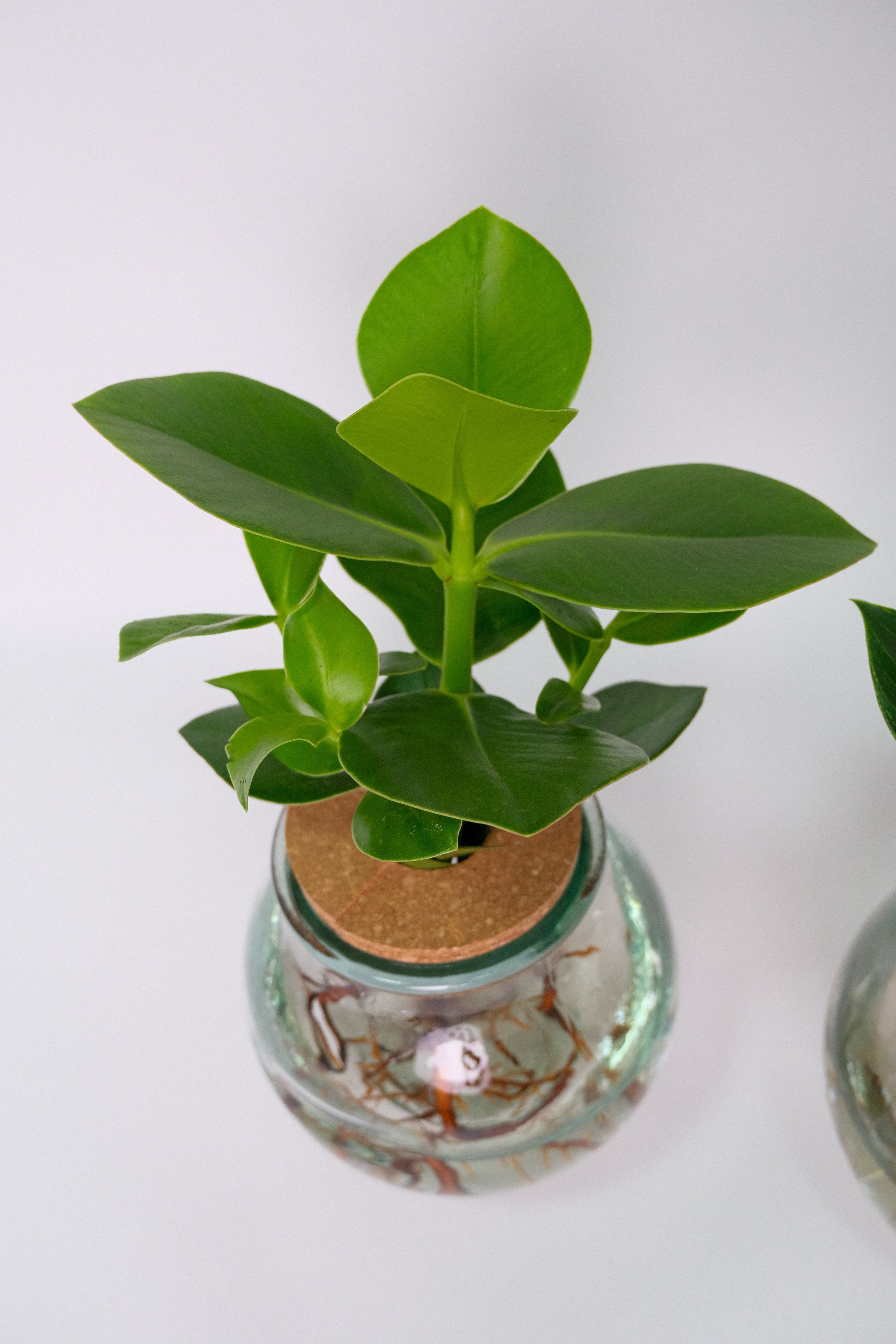 Plante Mix Sticlă