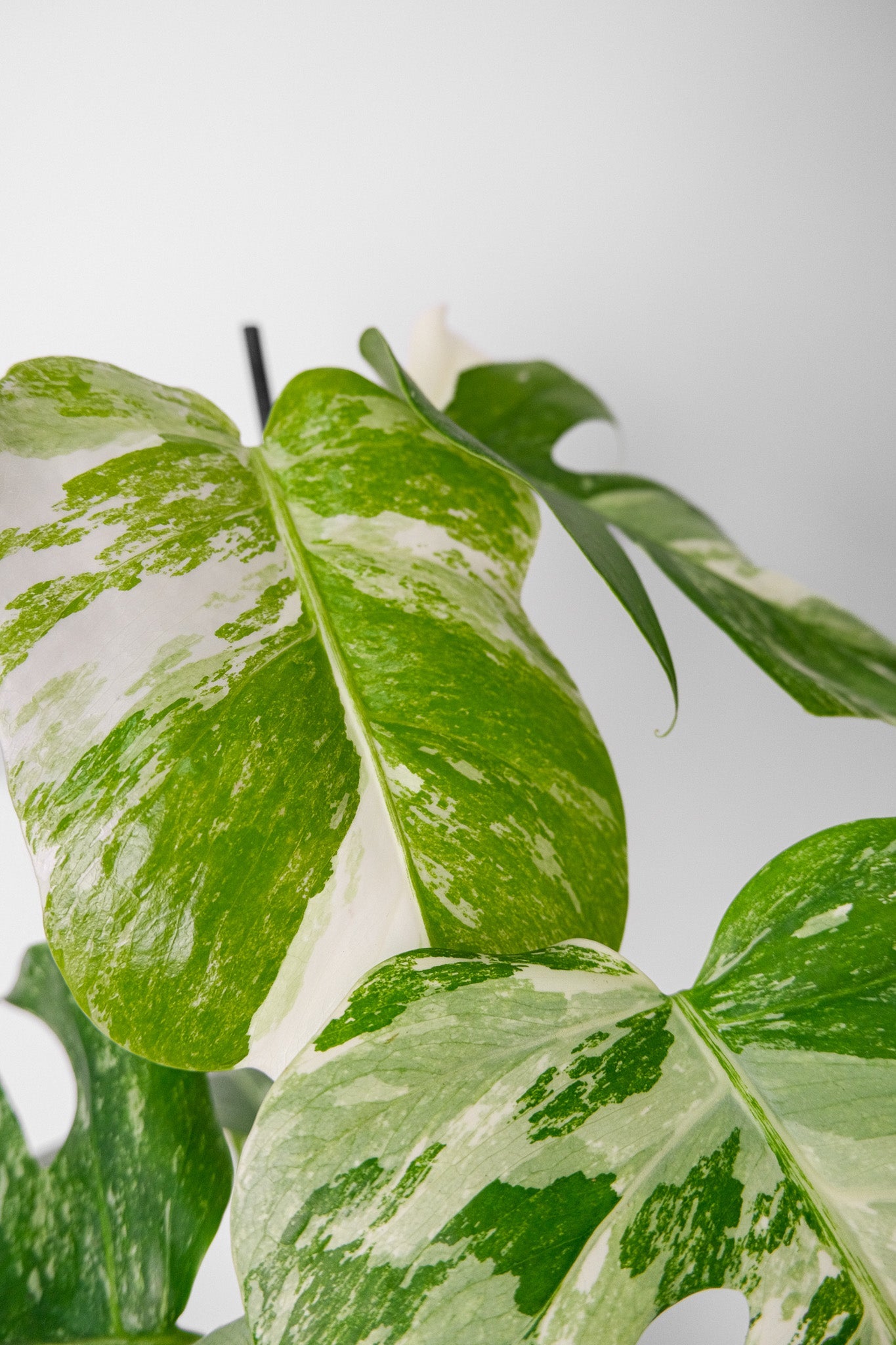 Monstera Deliciosa pestrița - Image 3