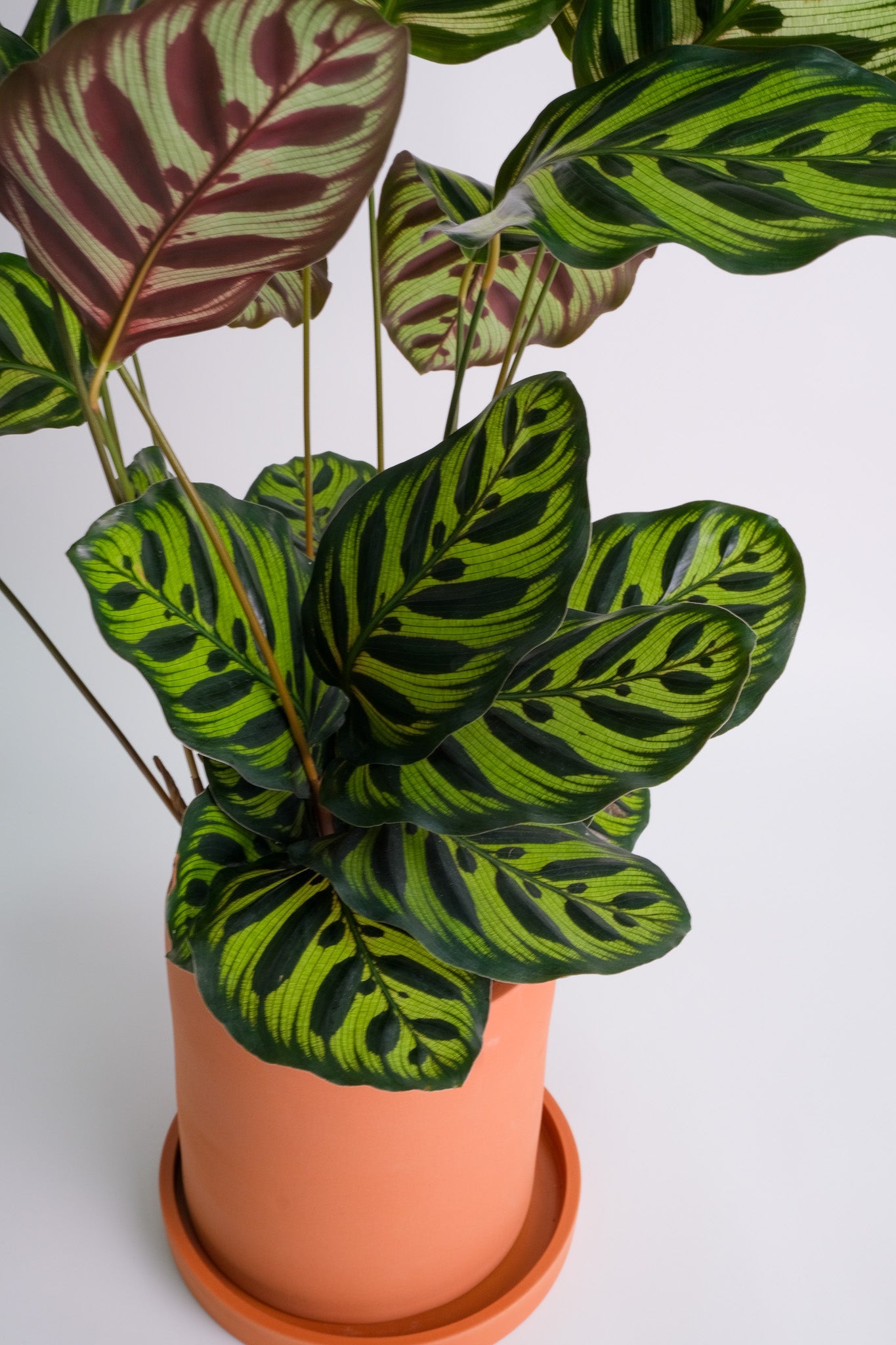 Calathea Makoyana - Image 3