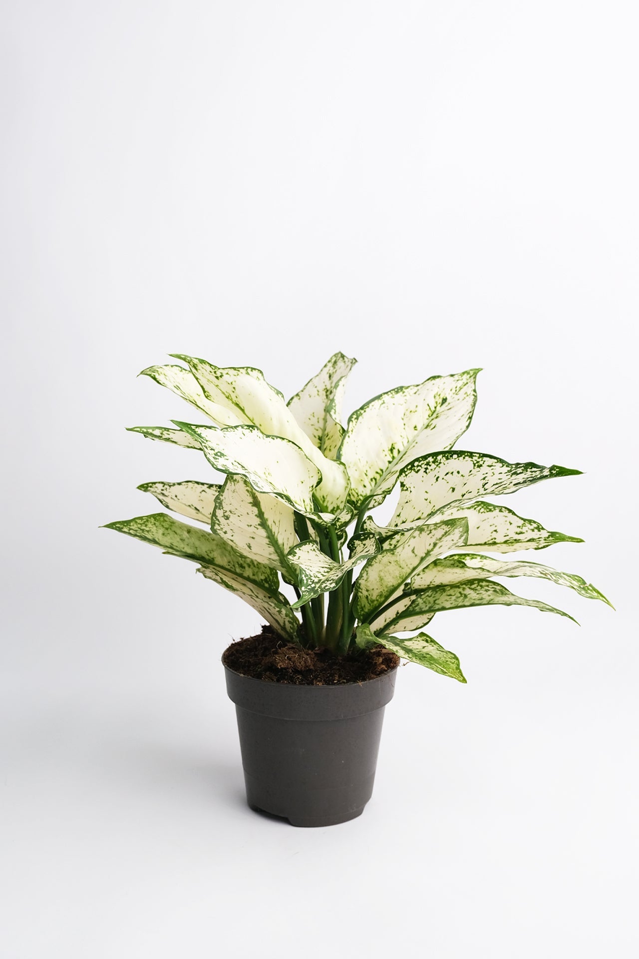 Aglaonema White Kiwi - 5