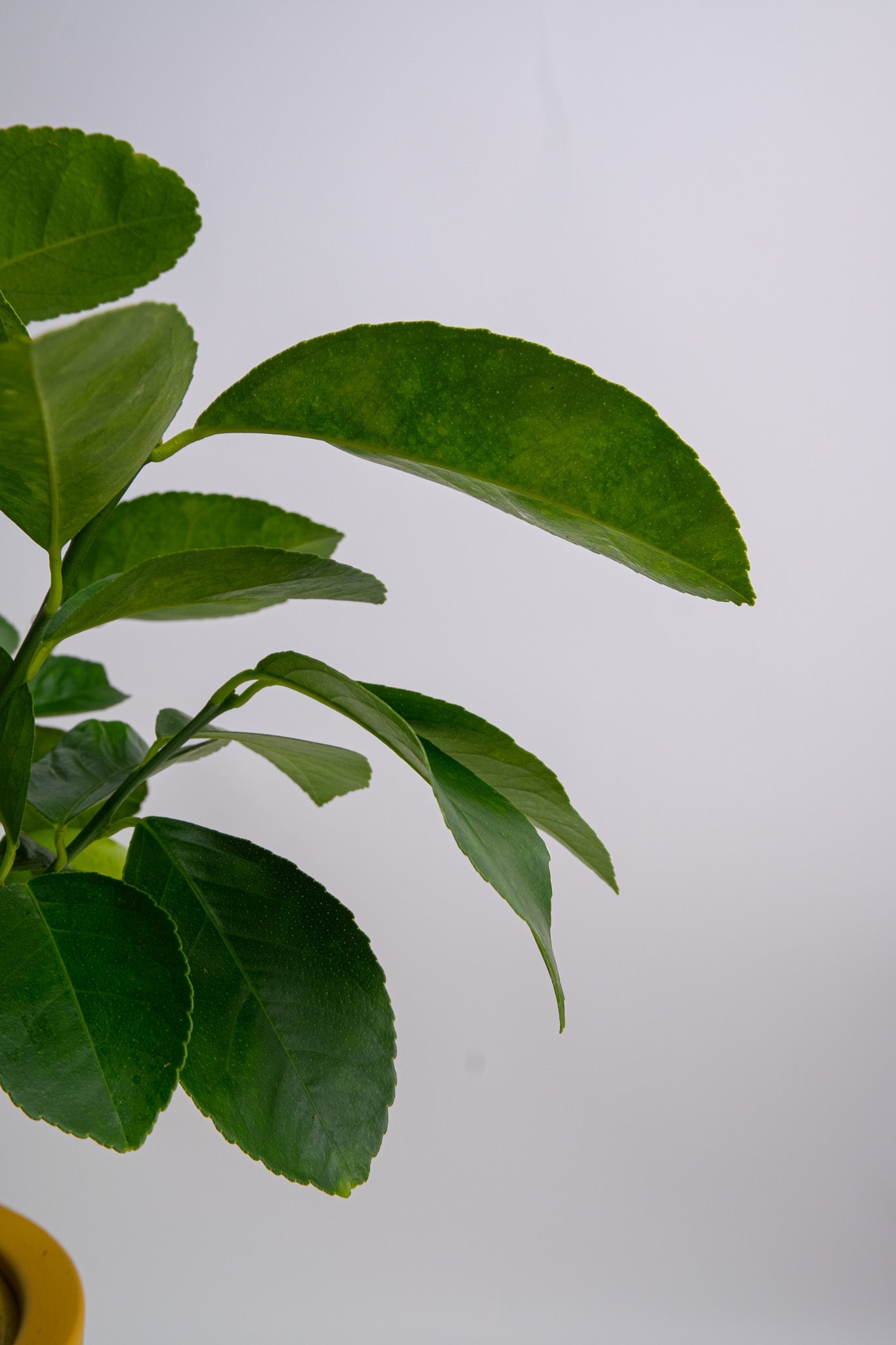 Citrus Lemon bush - Image 5