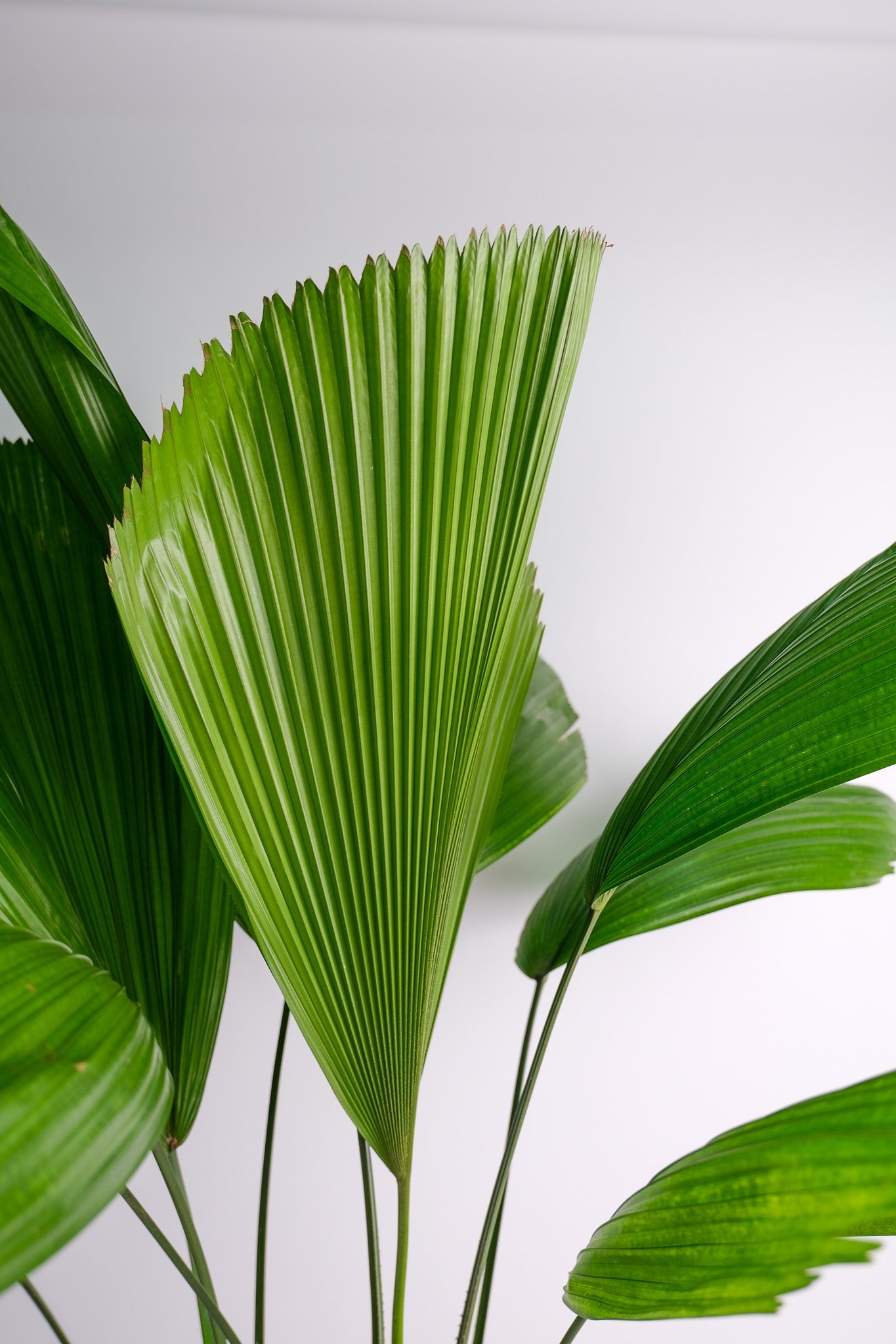 Licuala Grandis - Image 5