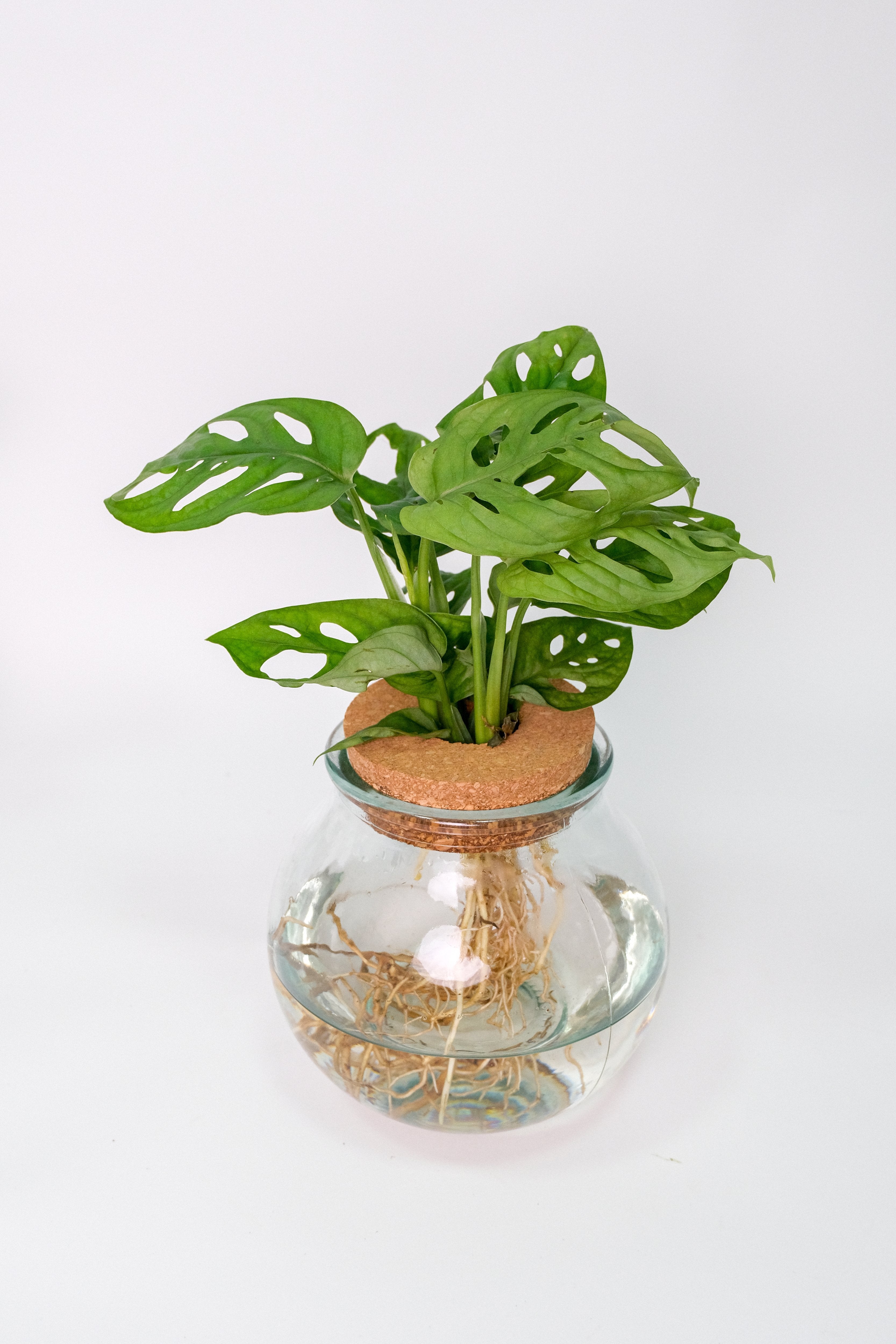Plante Mix Sticlă