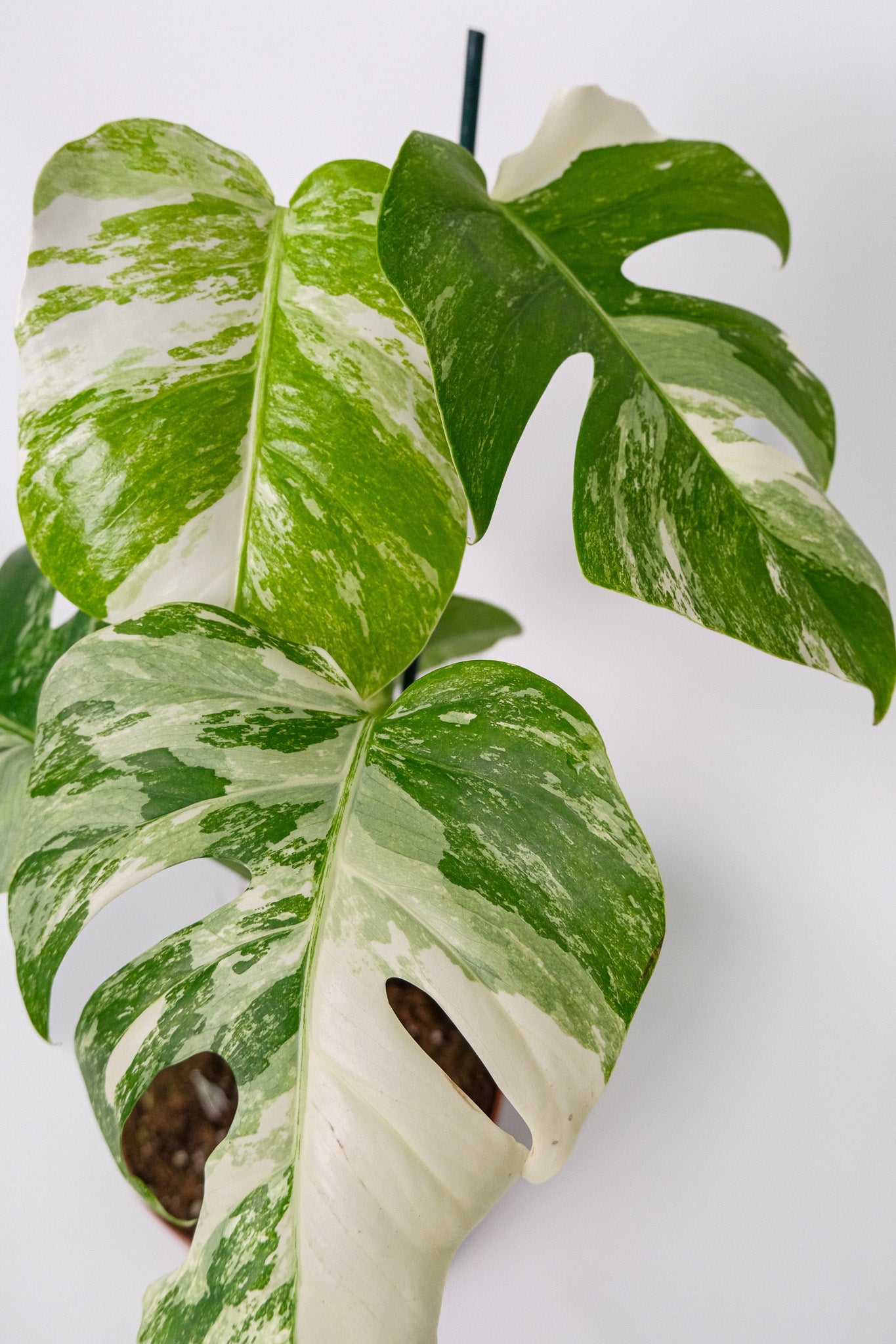 Monstera Deliciosa pestrița - Image 5