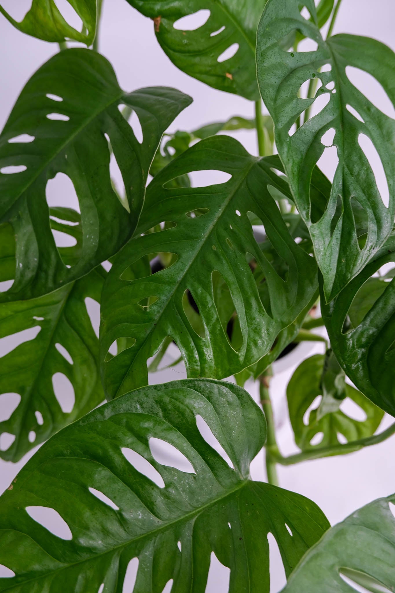 Monstera Monkey - Image 5