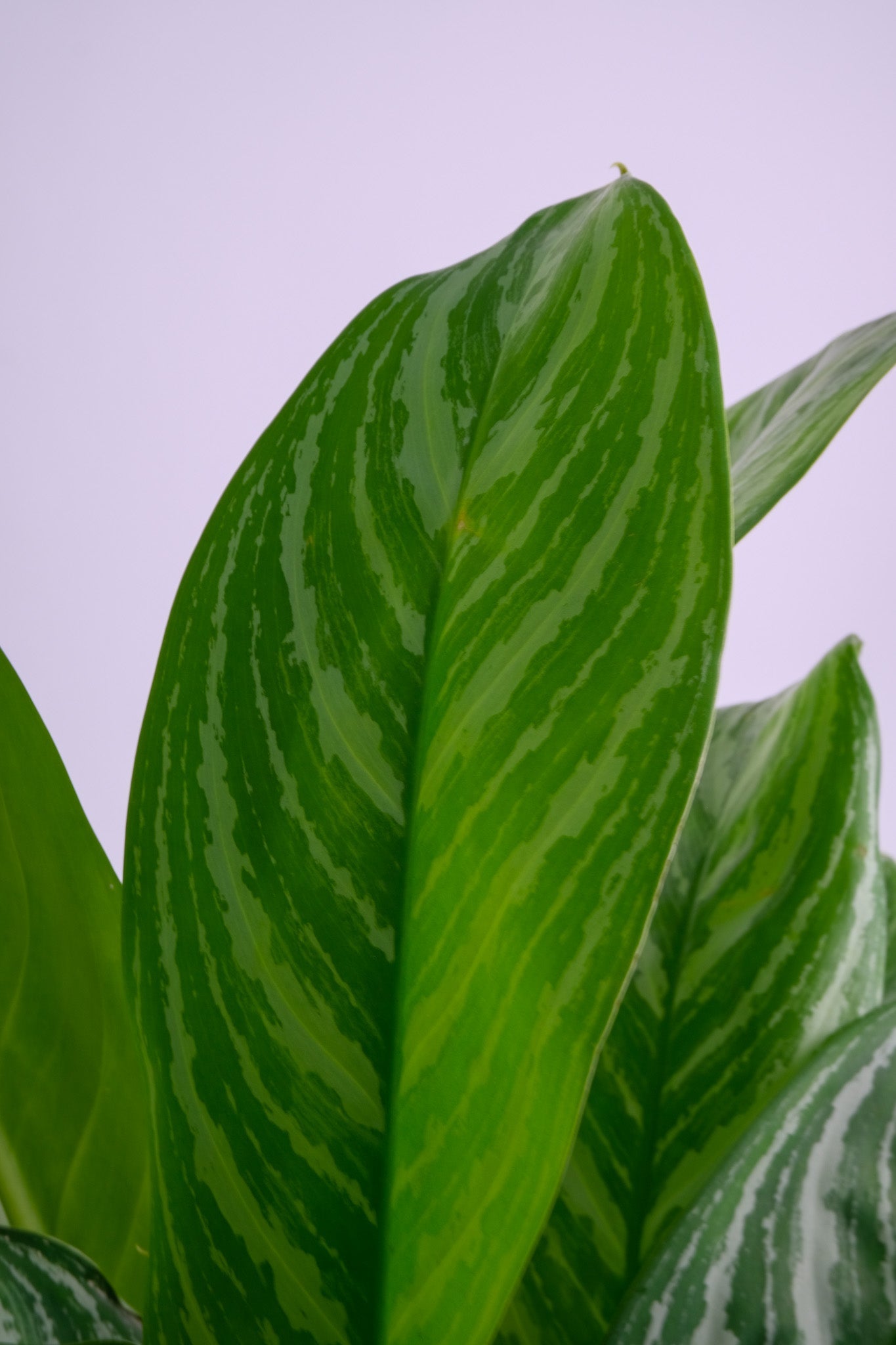 Aglaonema Stripes - 6