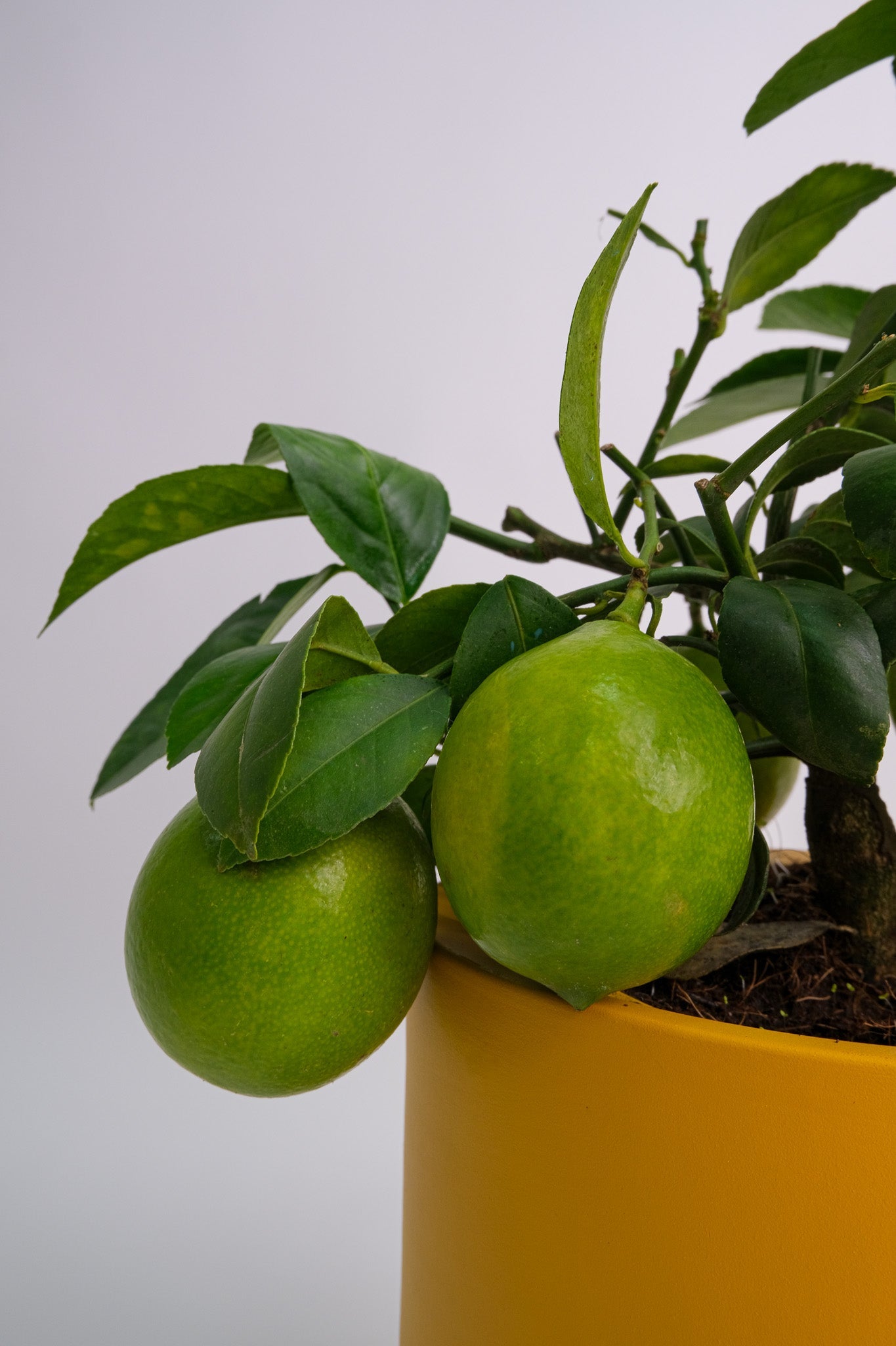 Citrus Lemon bush - Image 6