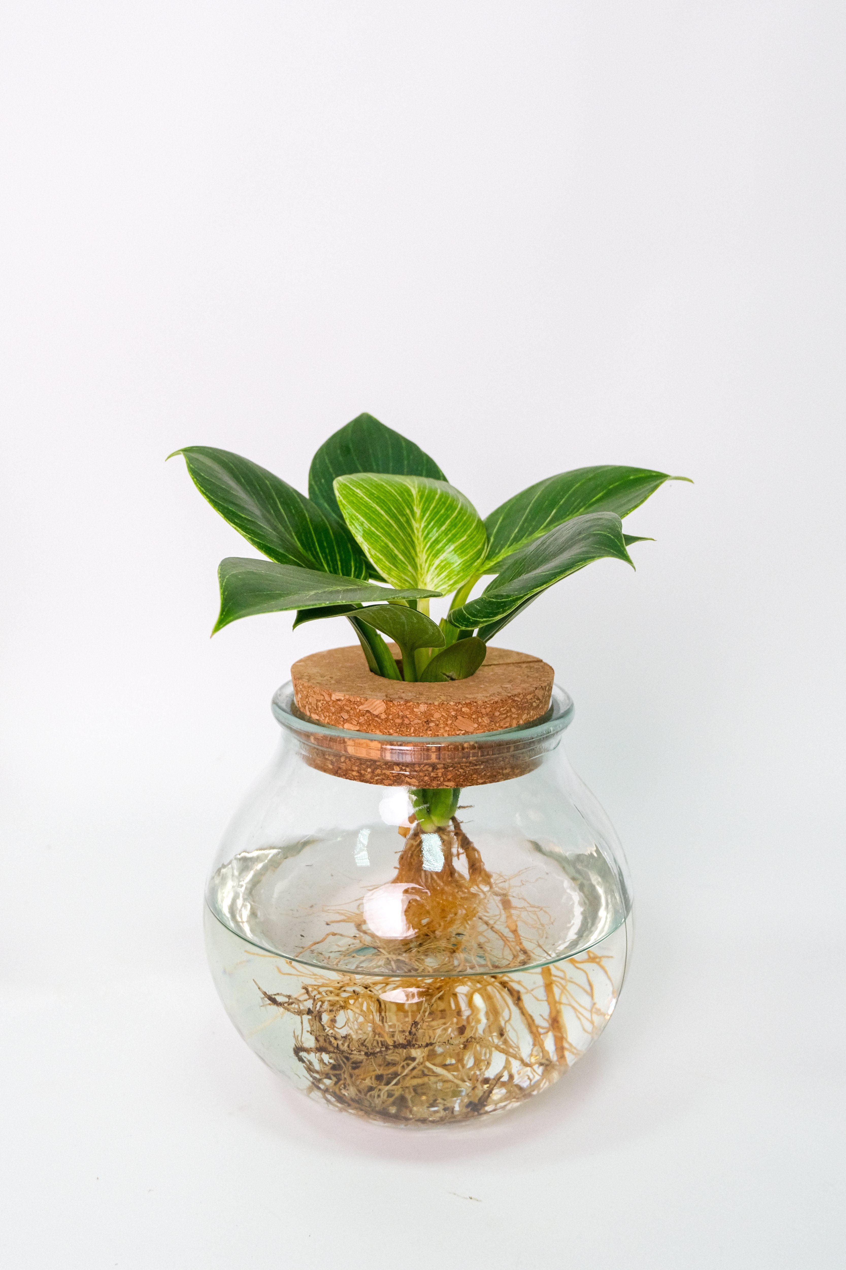 Plante Mix Sticlă