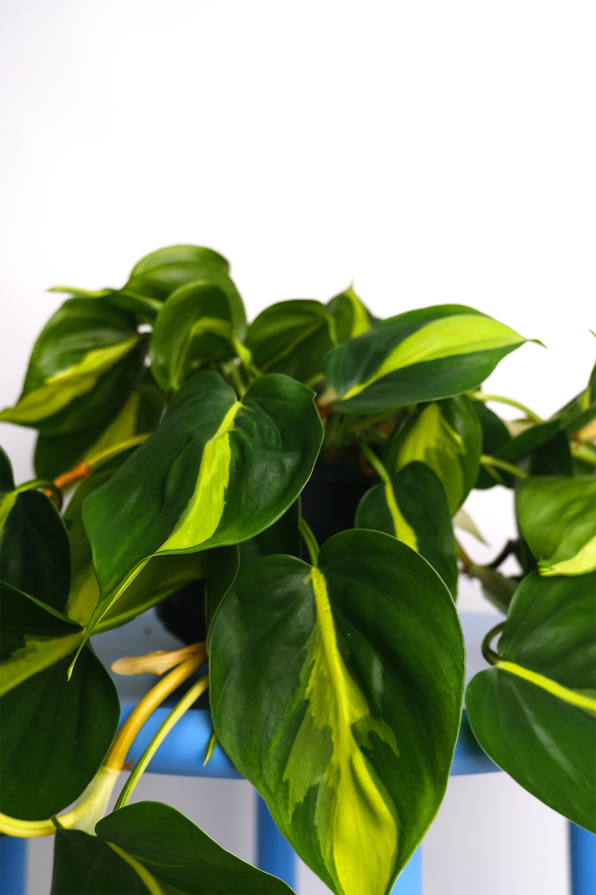 Philodendron Brasil - 6