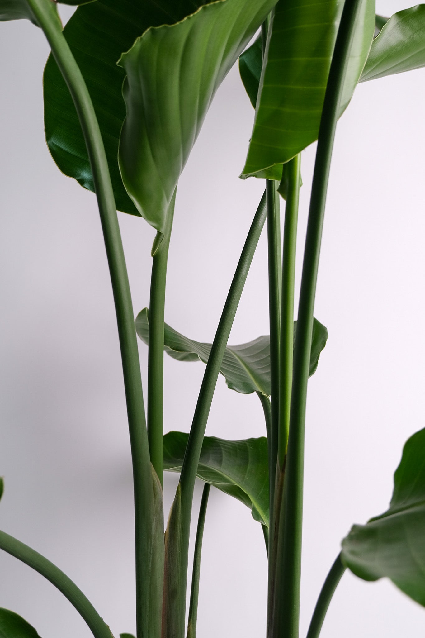 Strelitzia Nicolai - Image 7