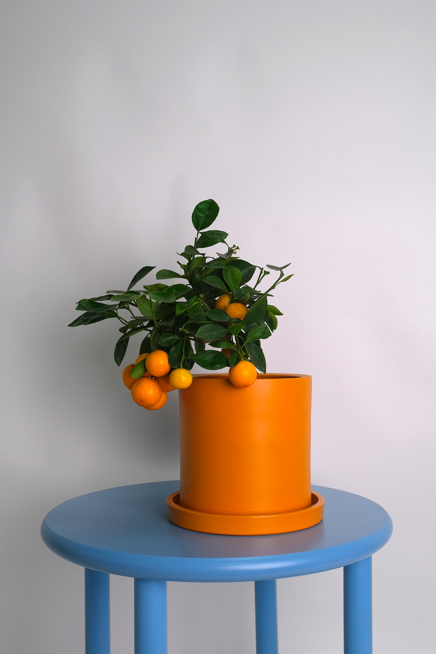 Citrus Calamondin bush - Image 7