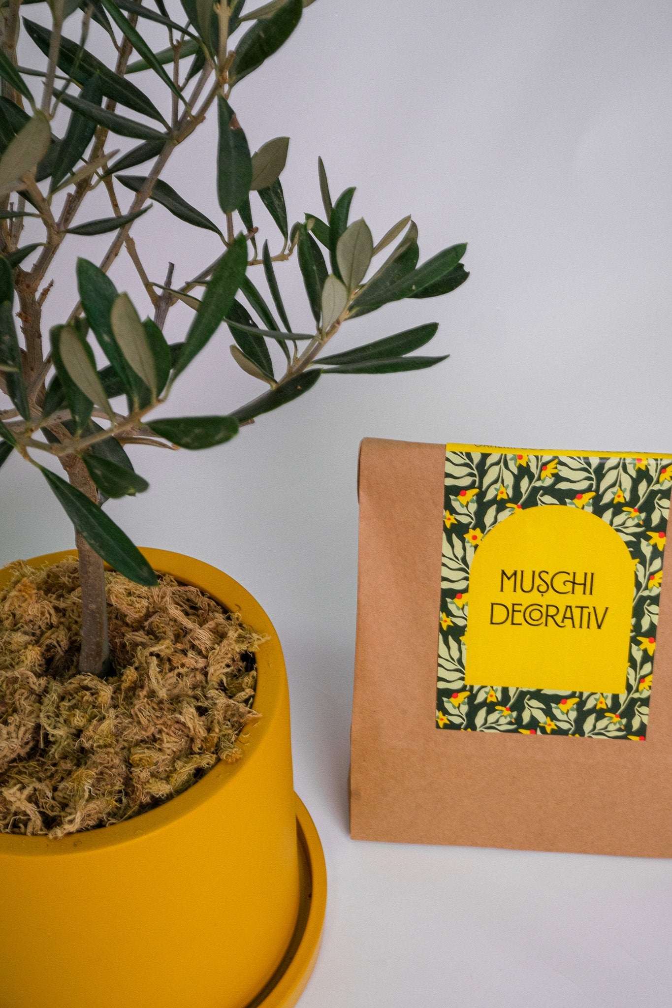 Mușchi decorativ
