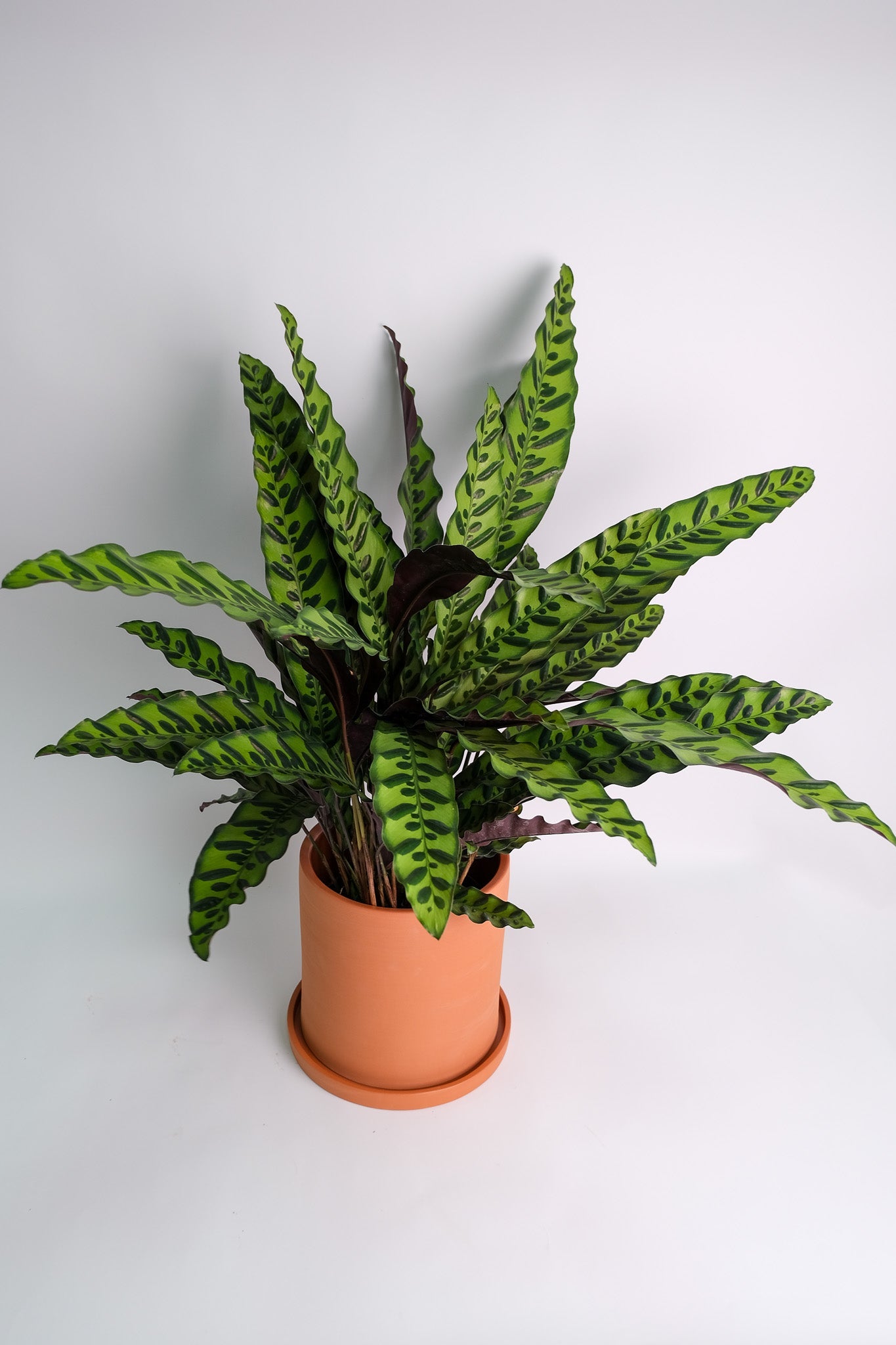 Calathea Insigne - Image 8