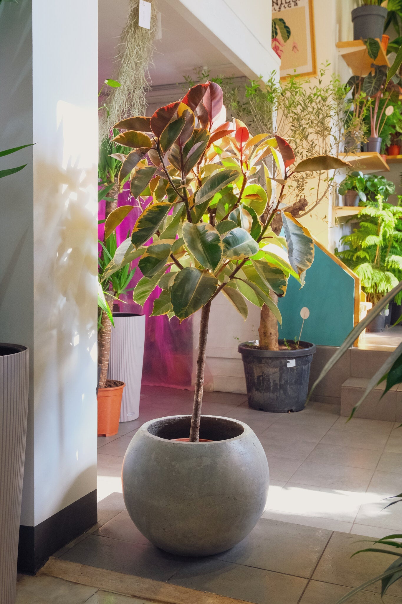 Ficus Belize on Stem - Image 7